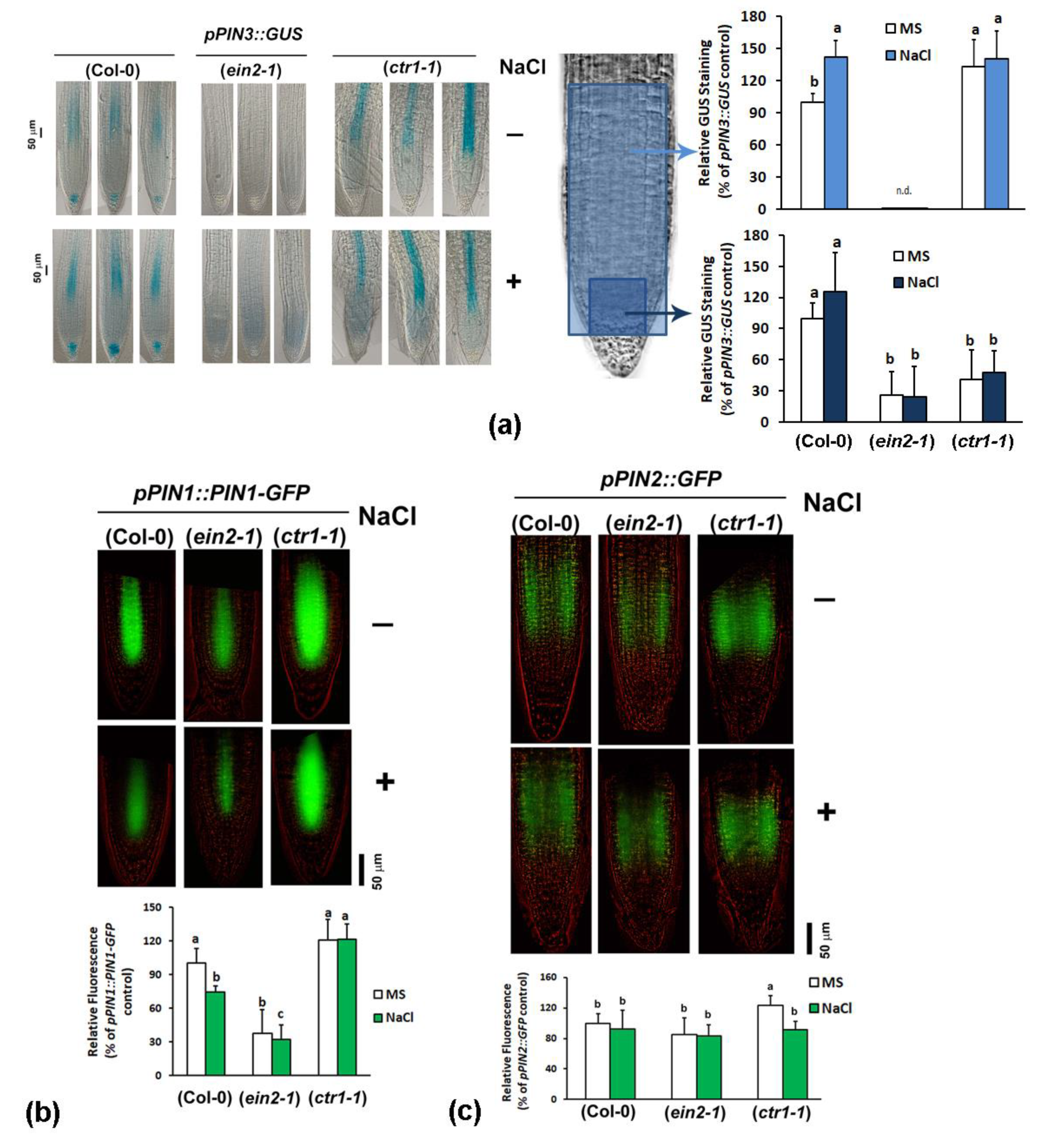 Plants 10 00452 g006 Plants 10 00452 g006