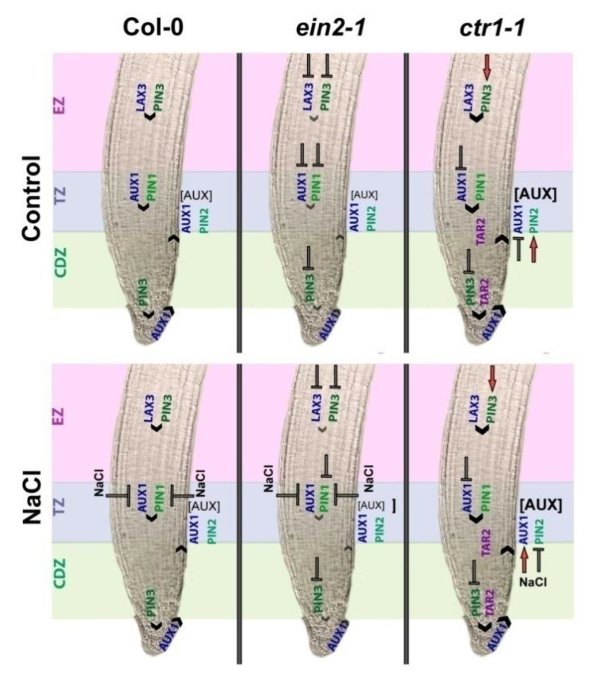 Plants 10 00452 g007 Plants 10 00452 g007