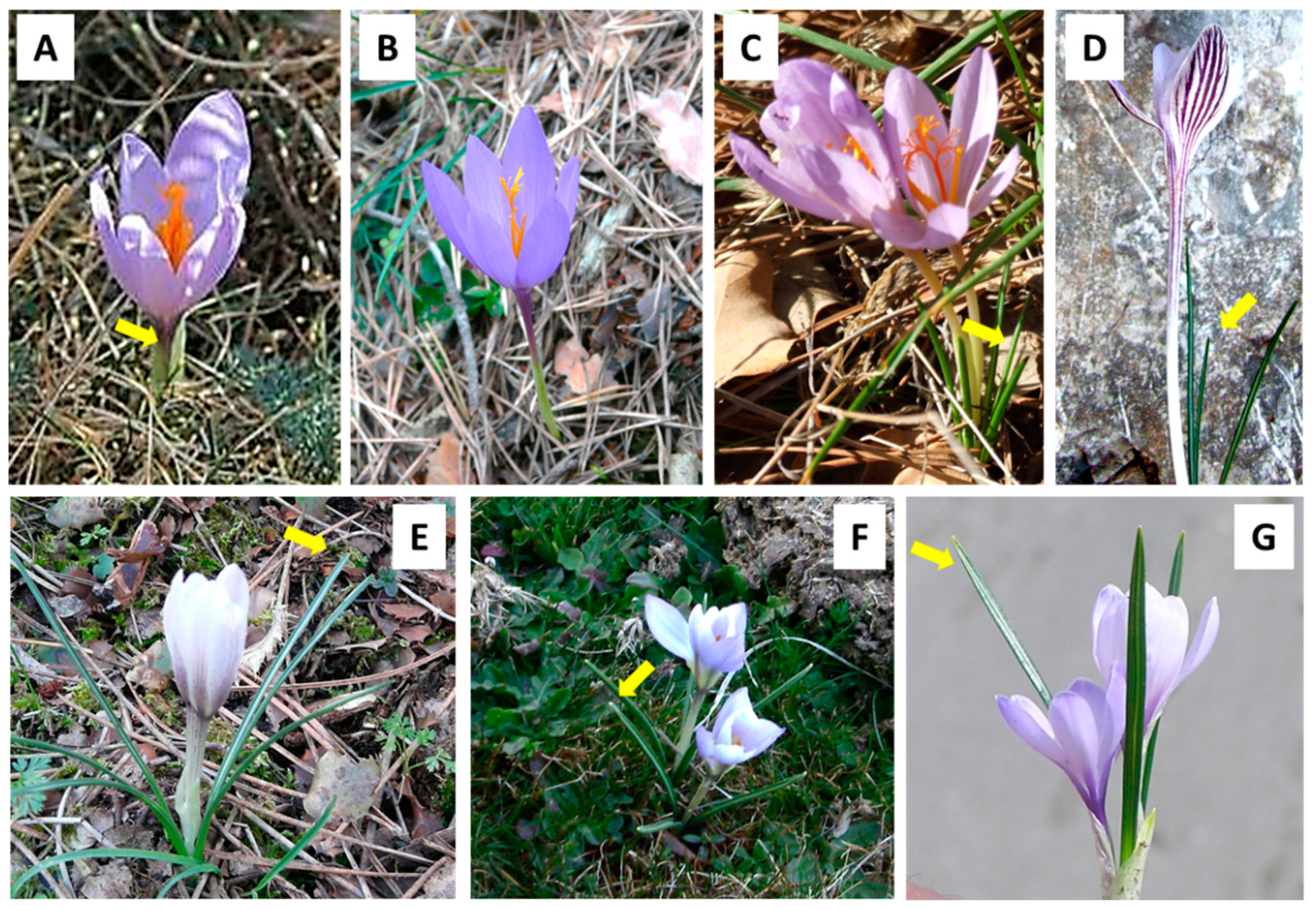 Plants 10 00477 g002 Plants 10 00477 g002