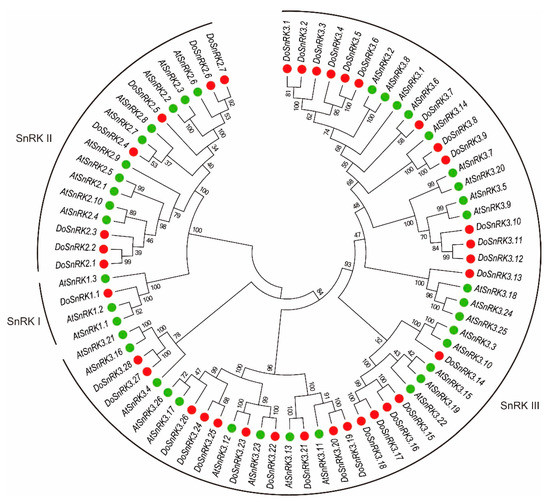 しおん Genomic Characterization and Expression Analysis of the SnRK