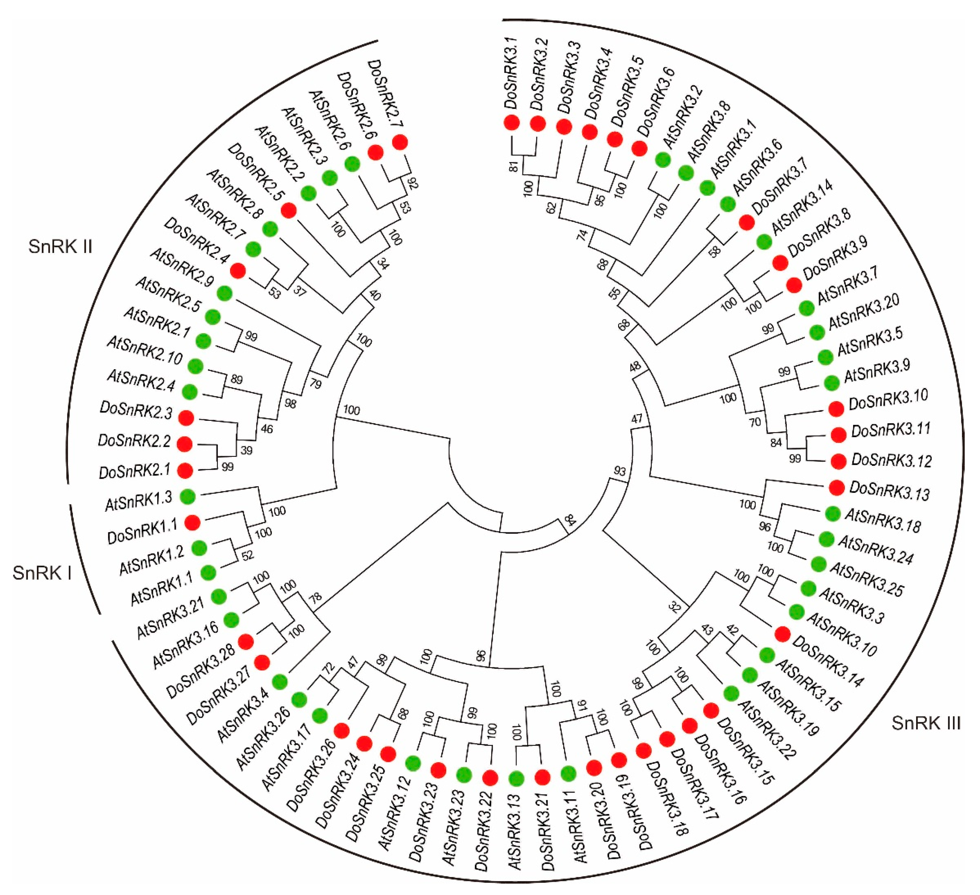 有名なブランド Expression and Characterization Genomic Analysis SnRK the of リール