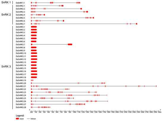 Genomic Characterization and Expression Analysis of the SnRK