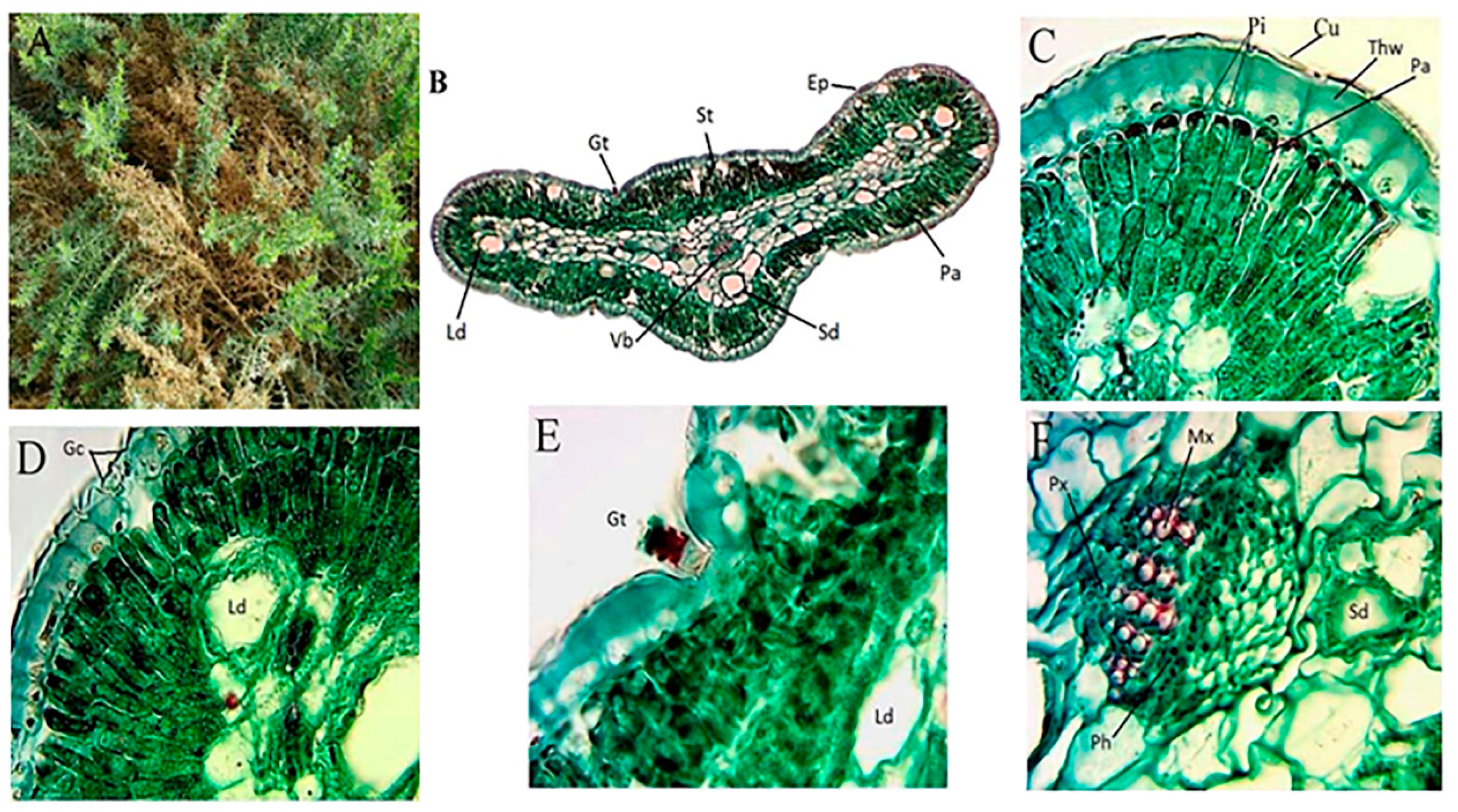 Plants 10 00481 g001