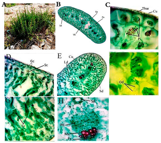 Plants Free Full Text Structural And Chemical Adaptations Of Artemisia Monosperma Delile And Limbarda Crithmoides L Dumort In Response To Arid Coastal Environments Along The Mediterranean Coast Of Egypt Html