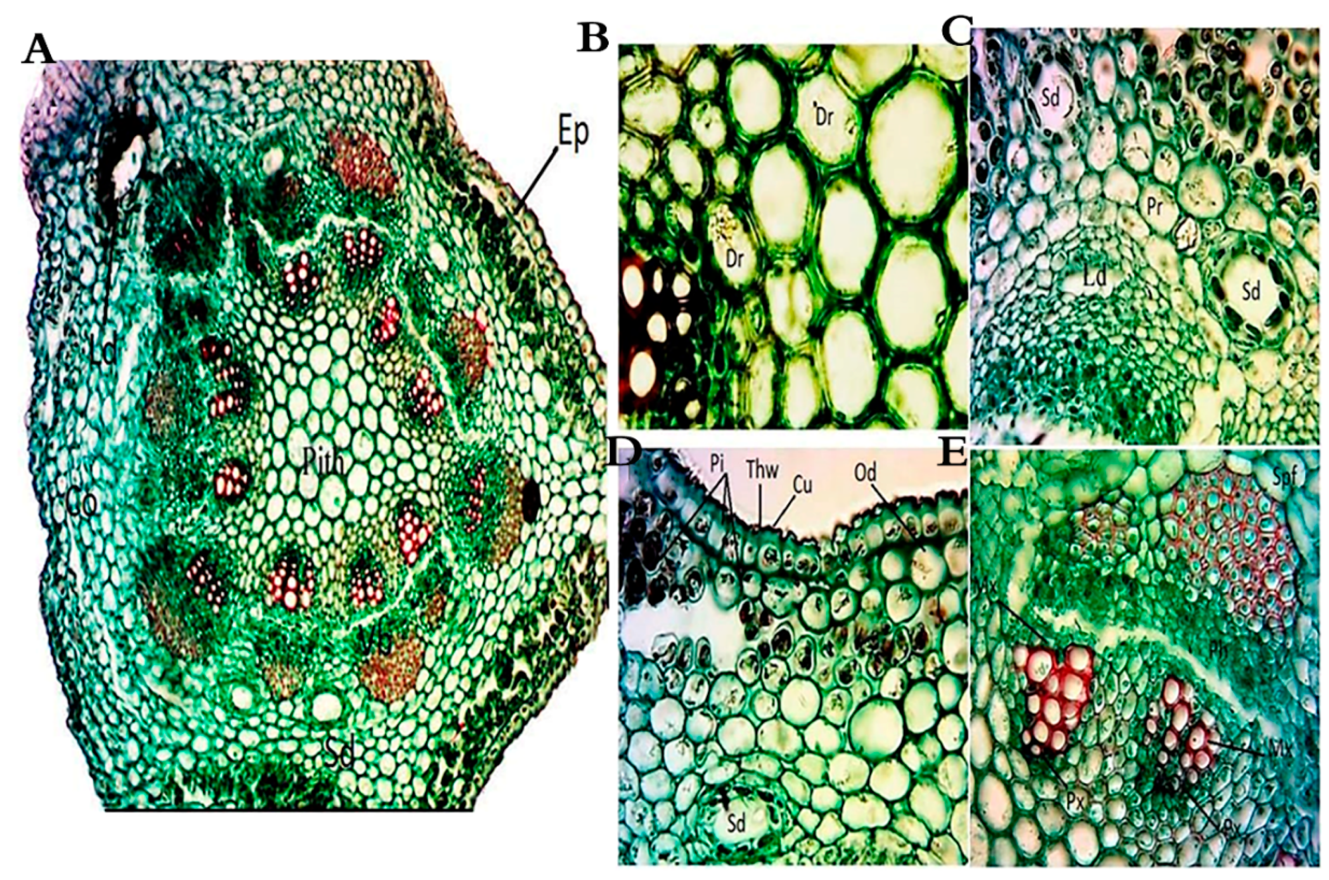 Plants 10 00481 g003