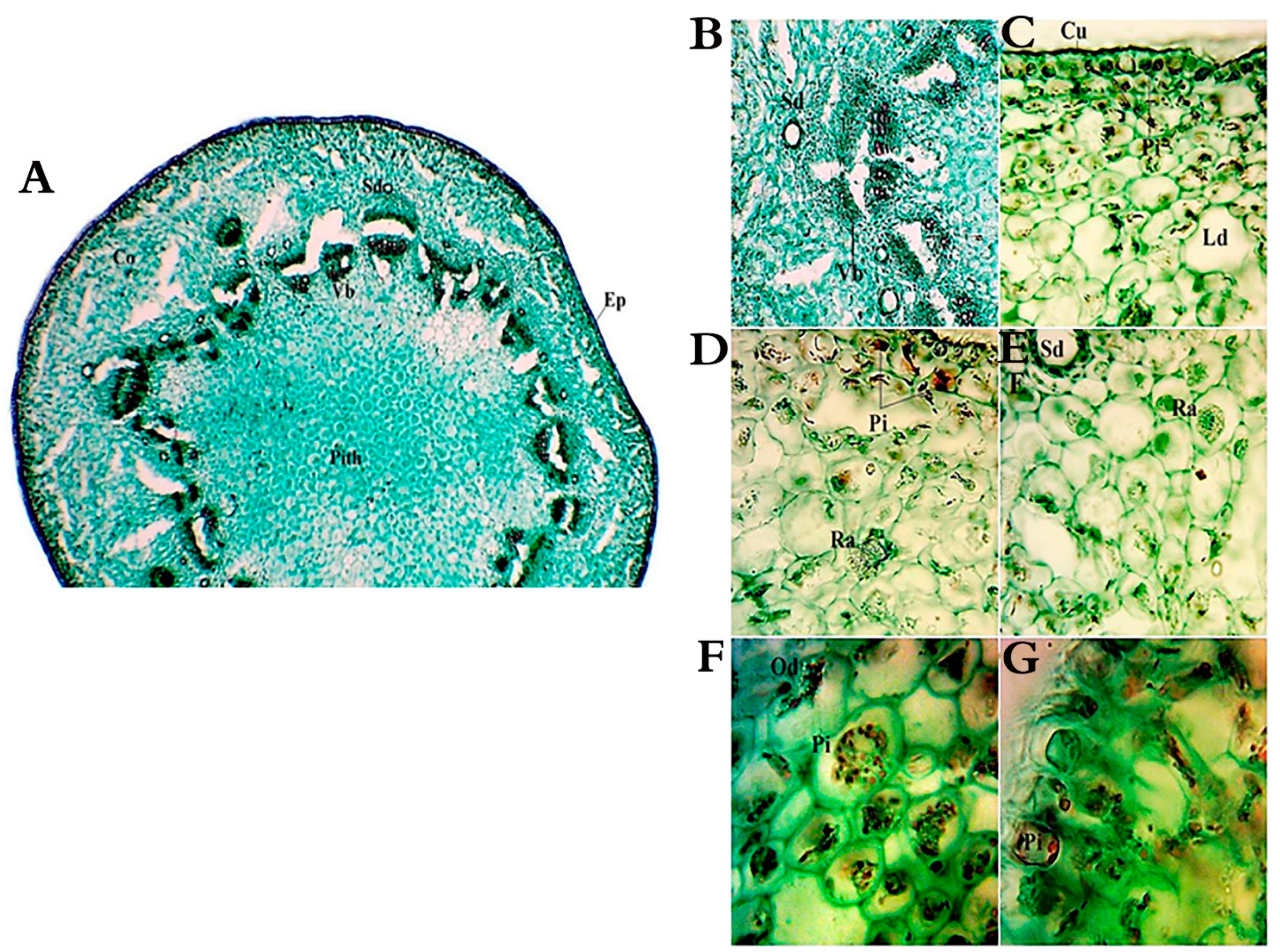 Plants 10 00481 g004