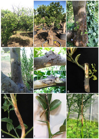 Plants 10 00492 g001 550