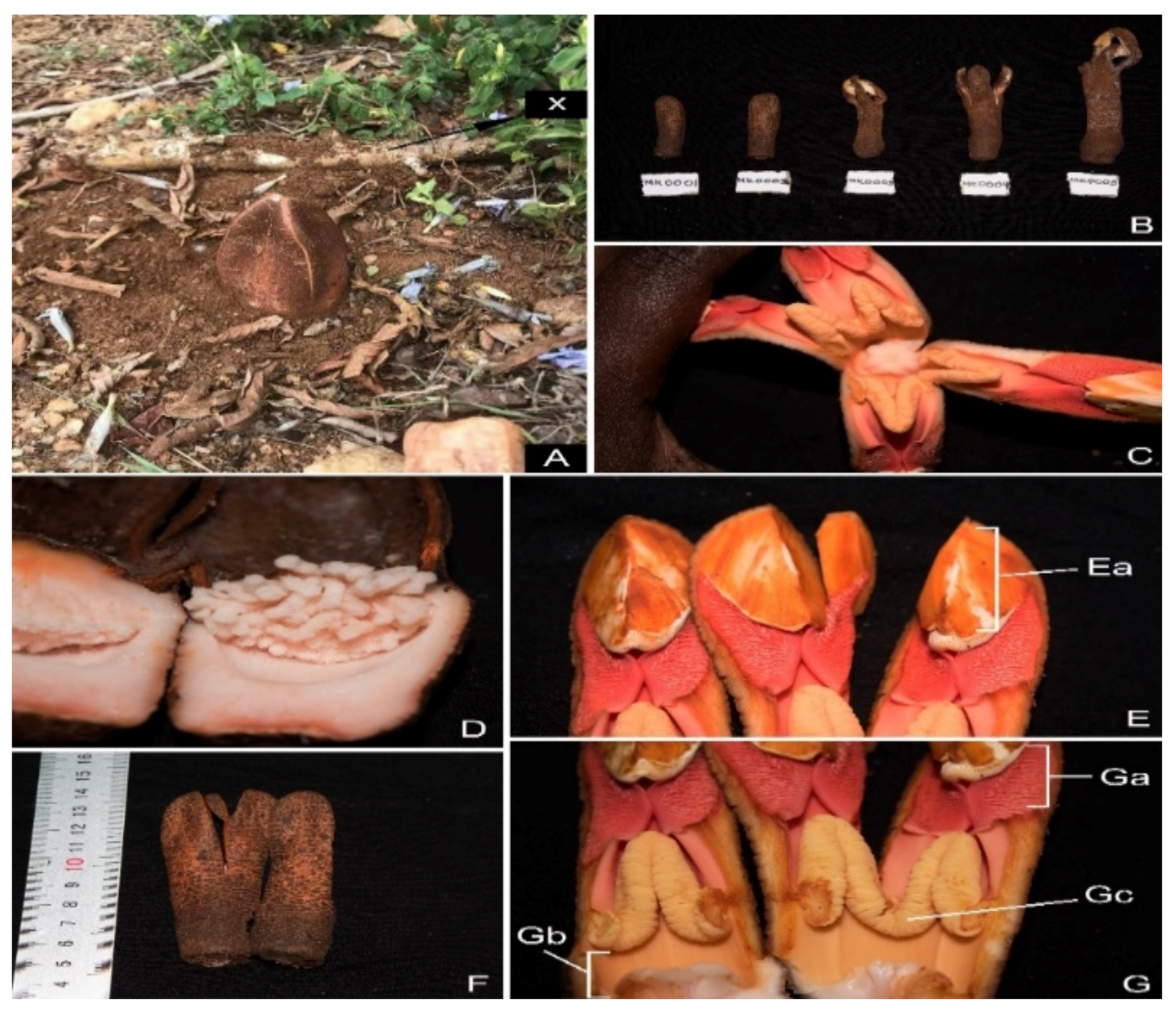 Plants 10 00494 g001