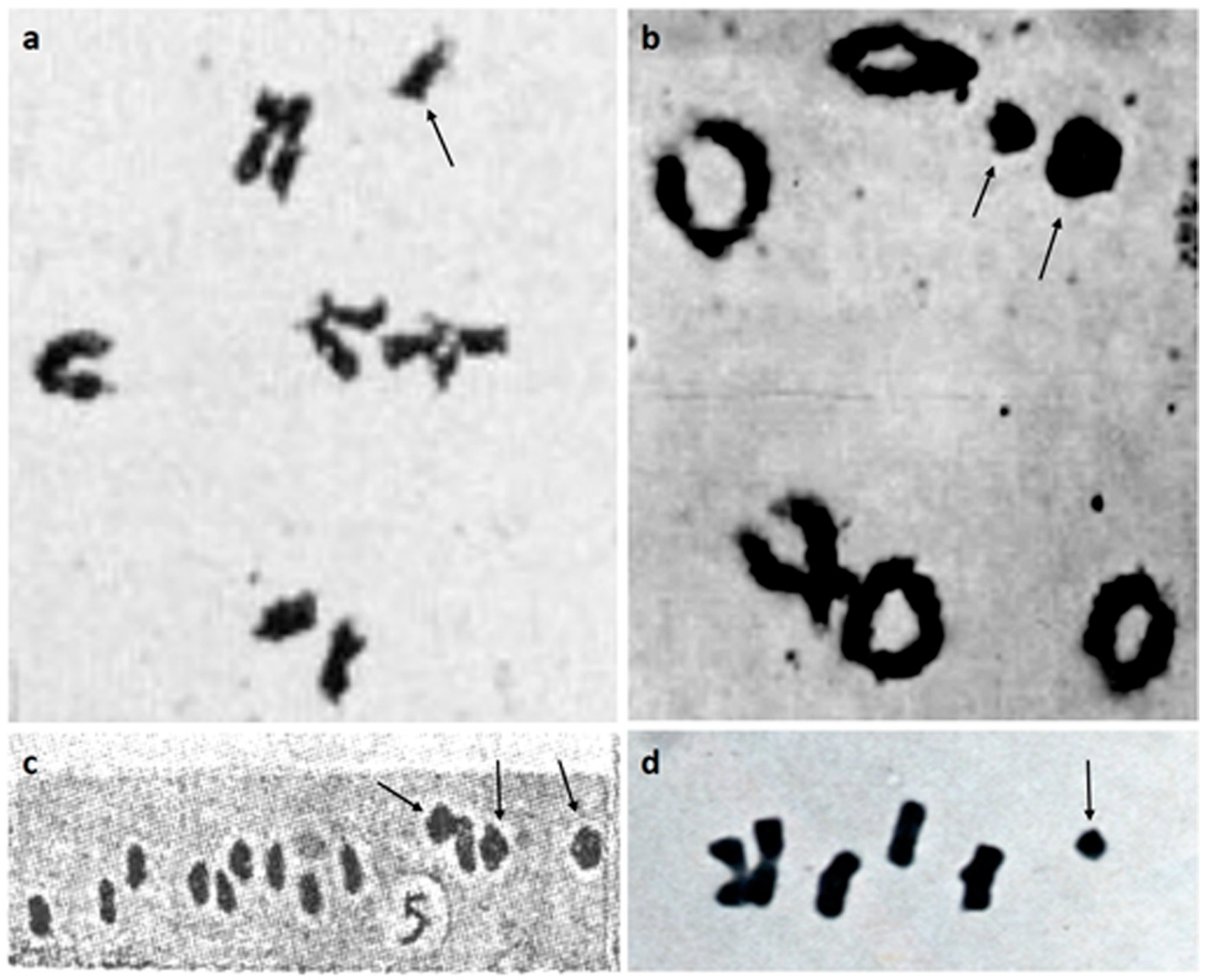 Plants 10 00505 g001