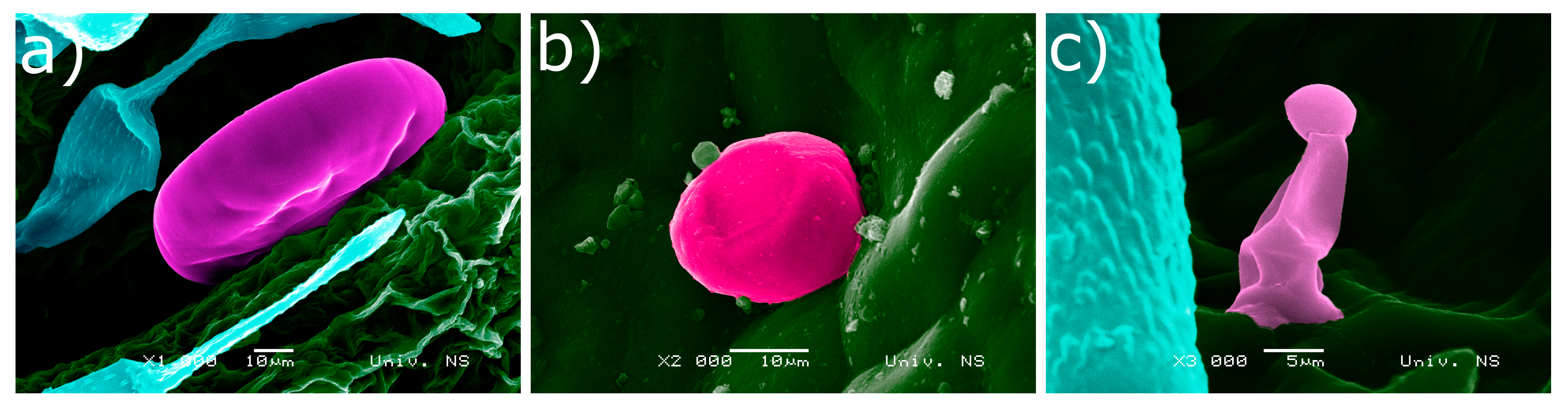 Plants 10 00511 g002