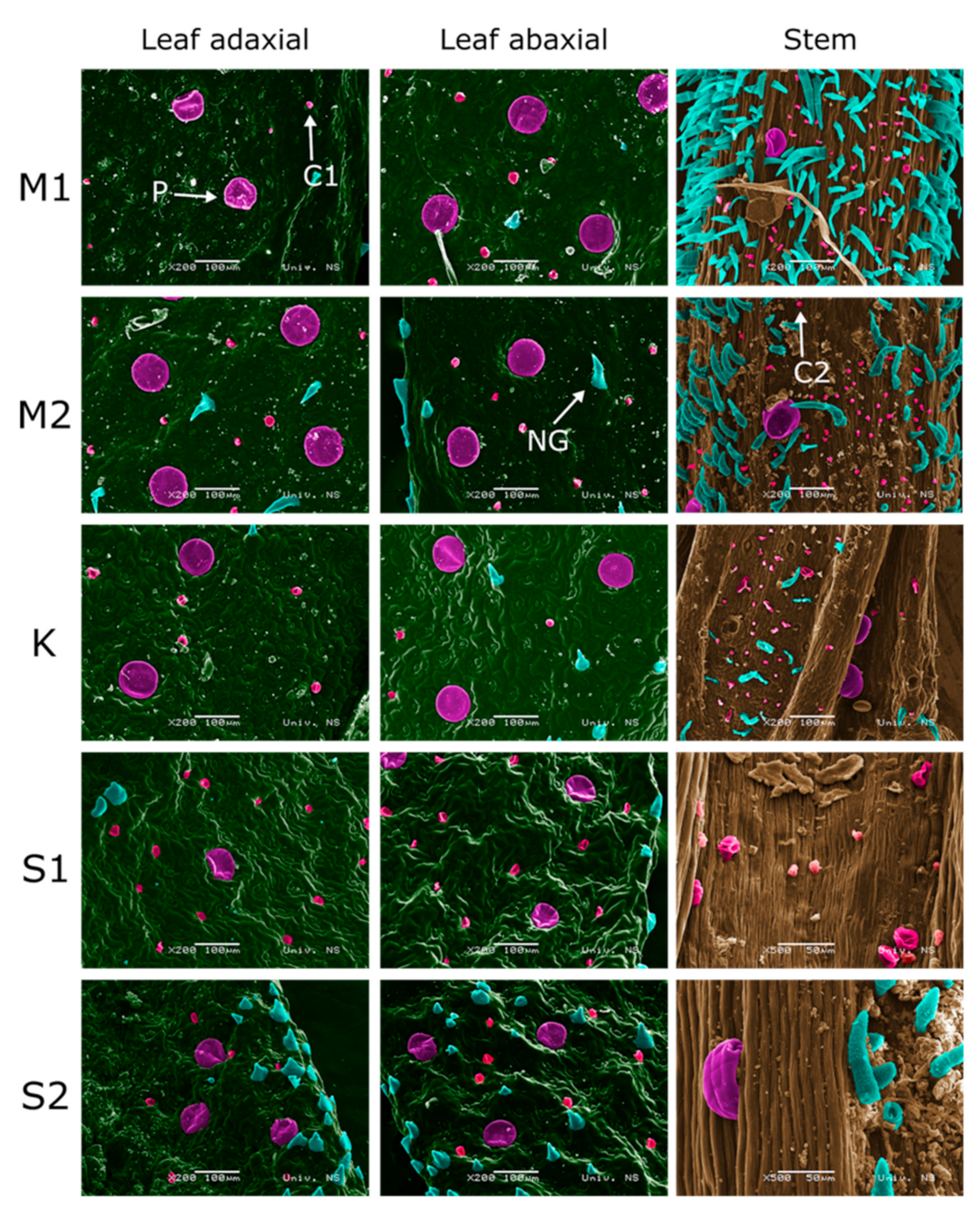 Plants 10 00511 g004