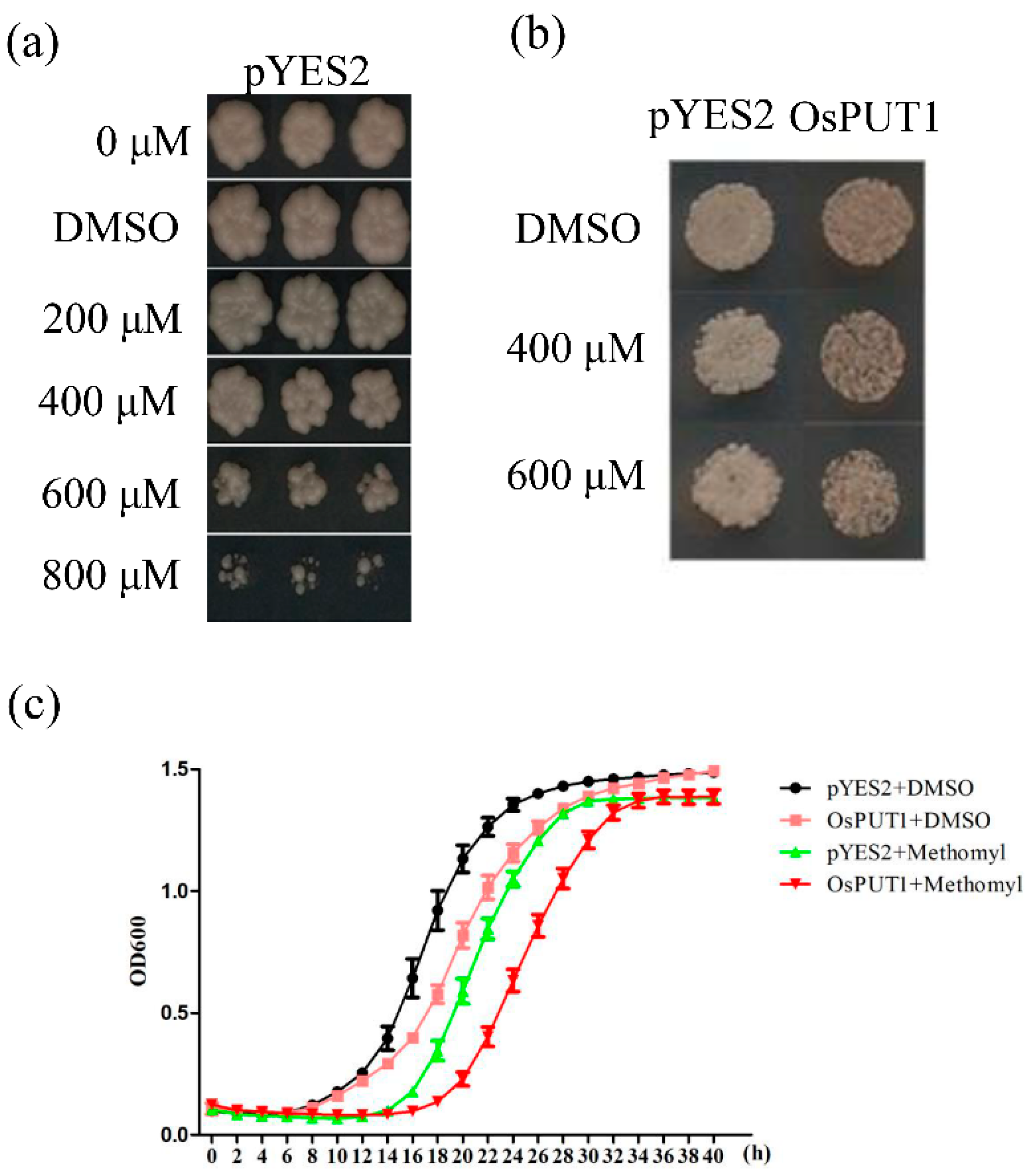 Plants 10 00524 g004 Plants 10 00524 g004
