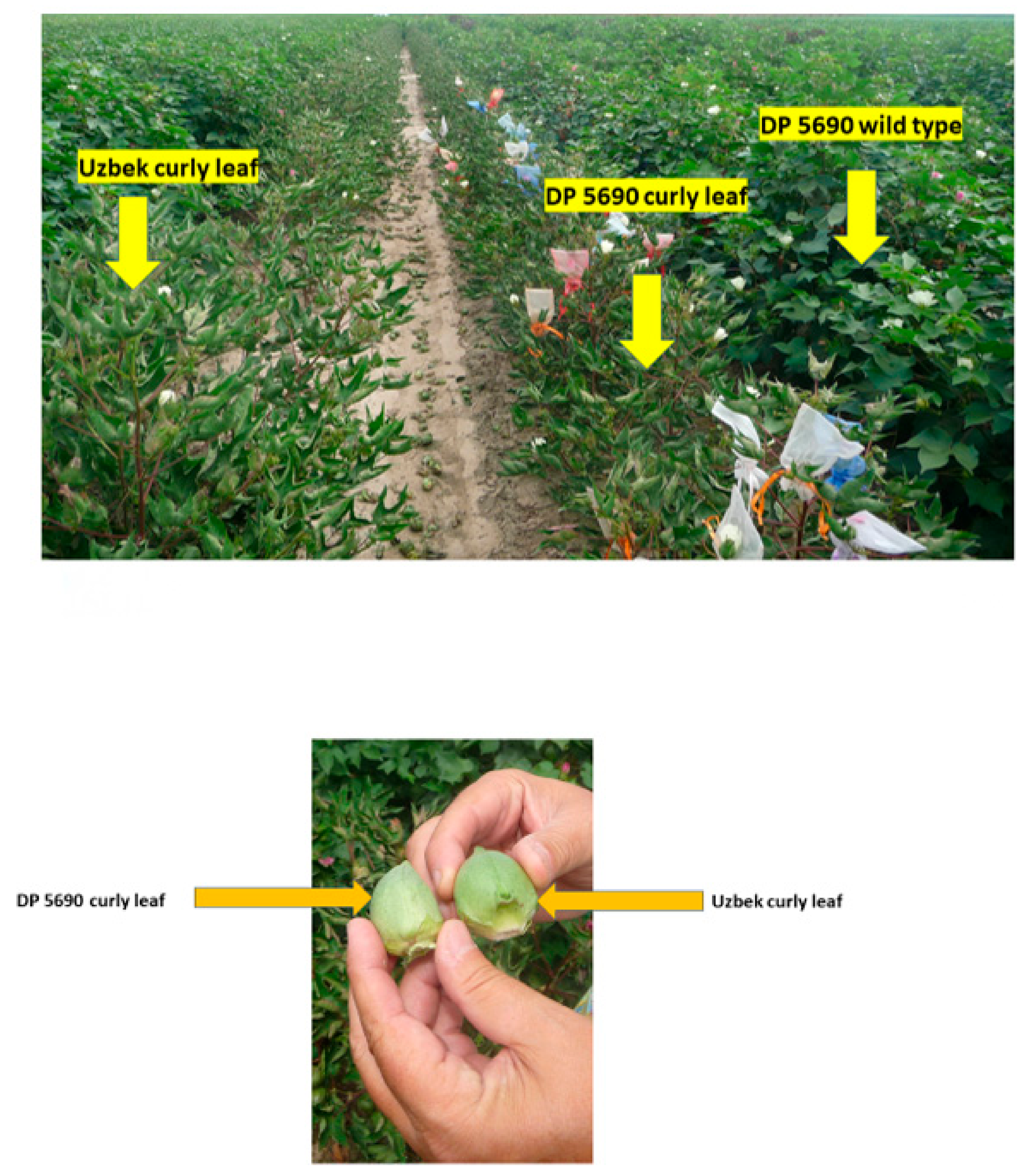 Plants 10 00525 g002