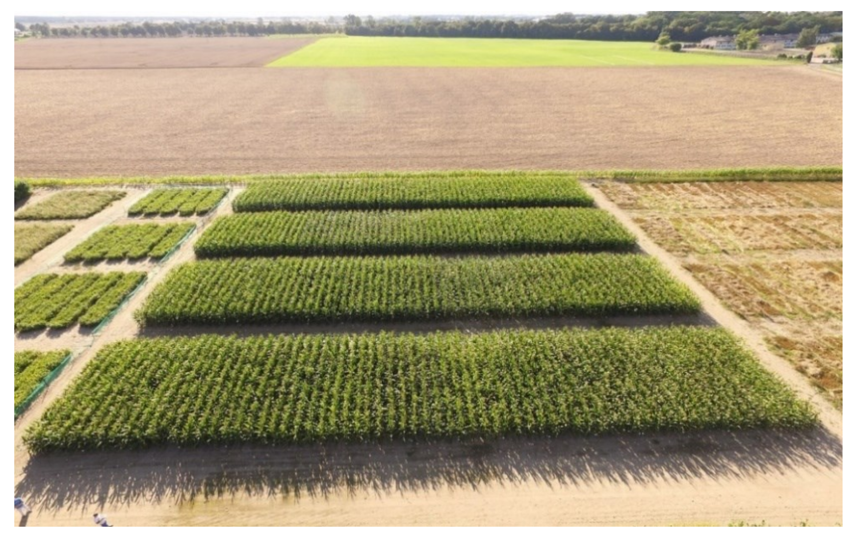 Plants 10 00535 g001 Plants 10 00535 g001