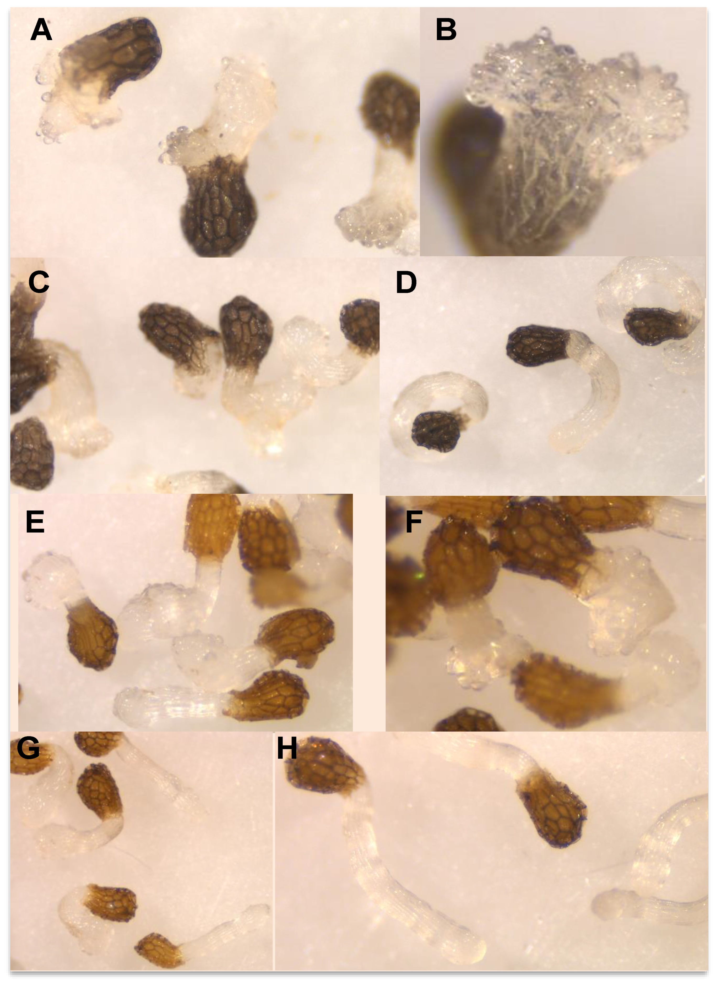 Plants 10 00543 g005