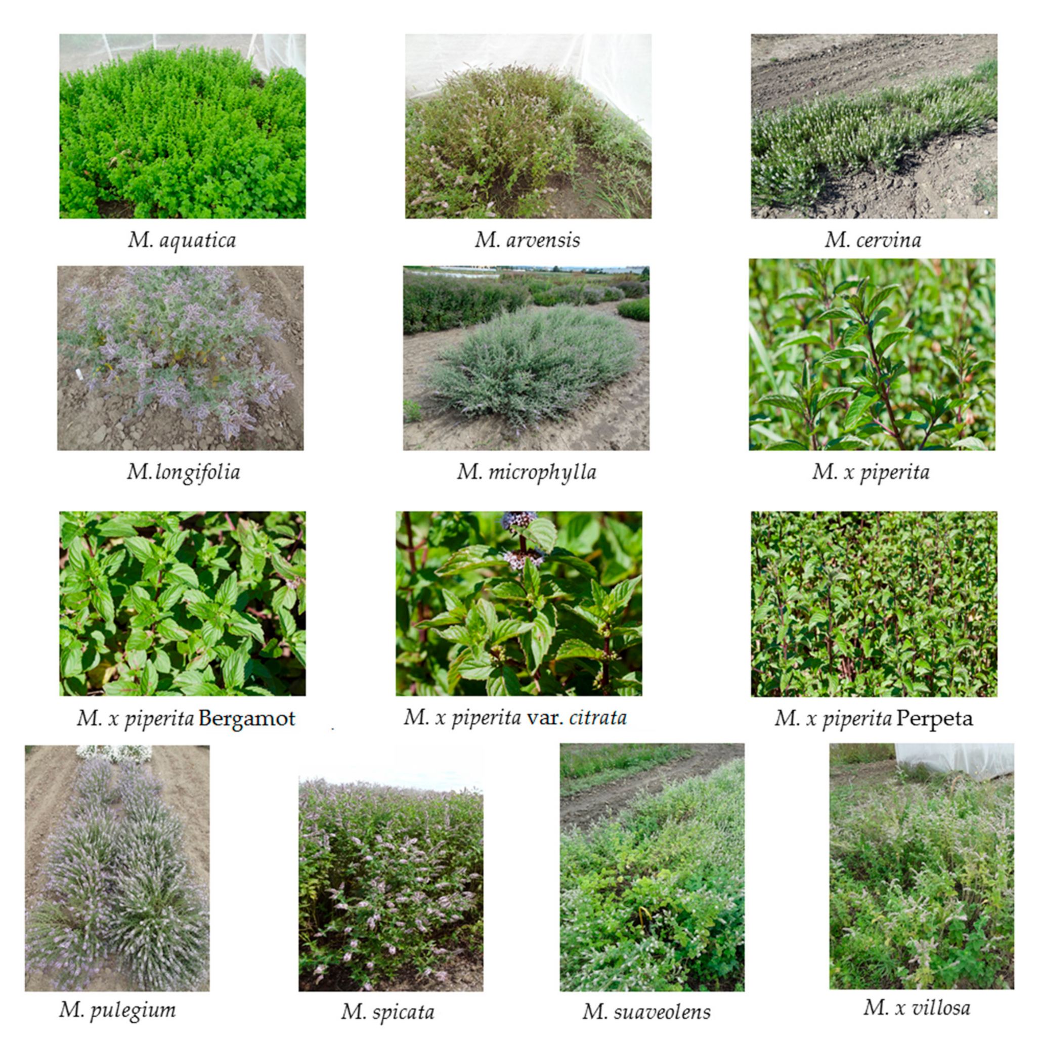 Plants 10 00550 g006 Plants 10 00550 g006