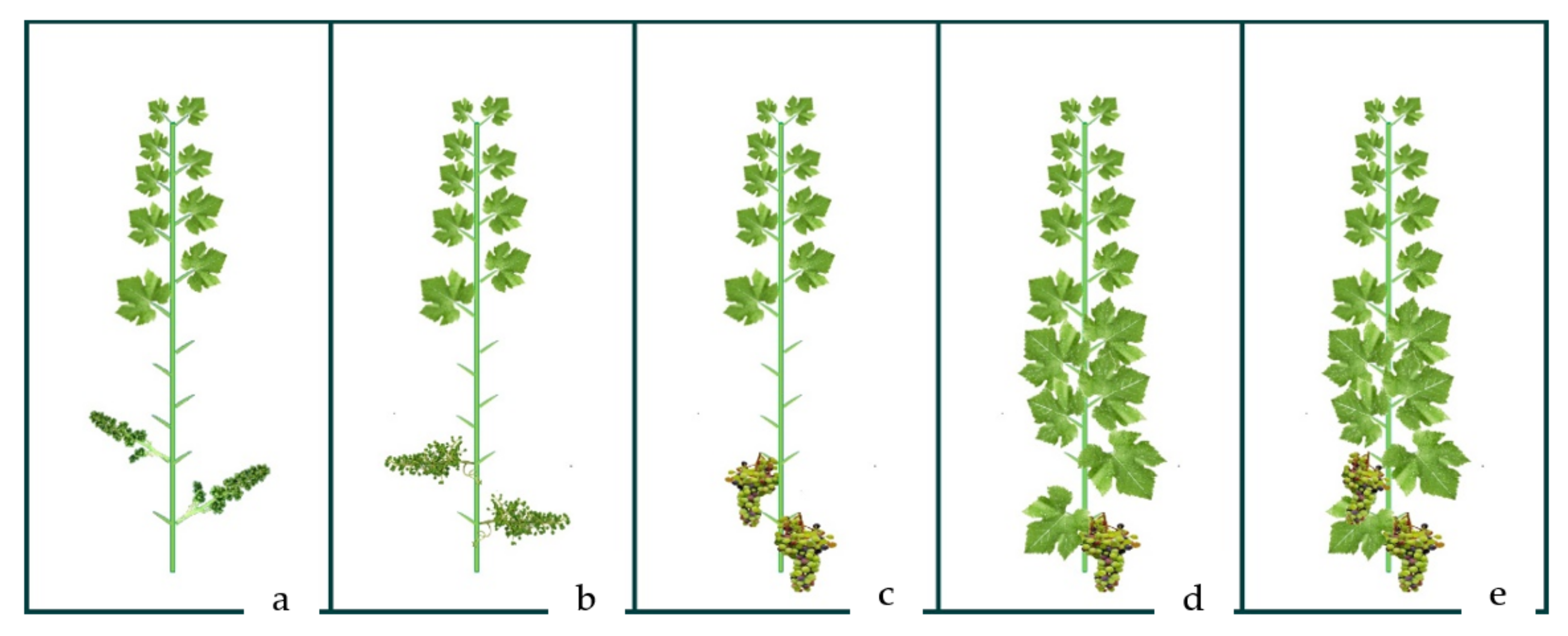 Plants 10 00551 g002 Plants 10 00551 g002