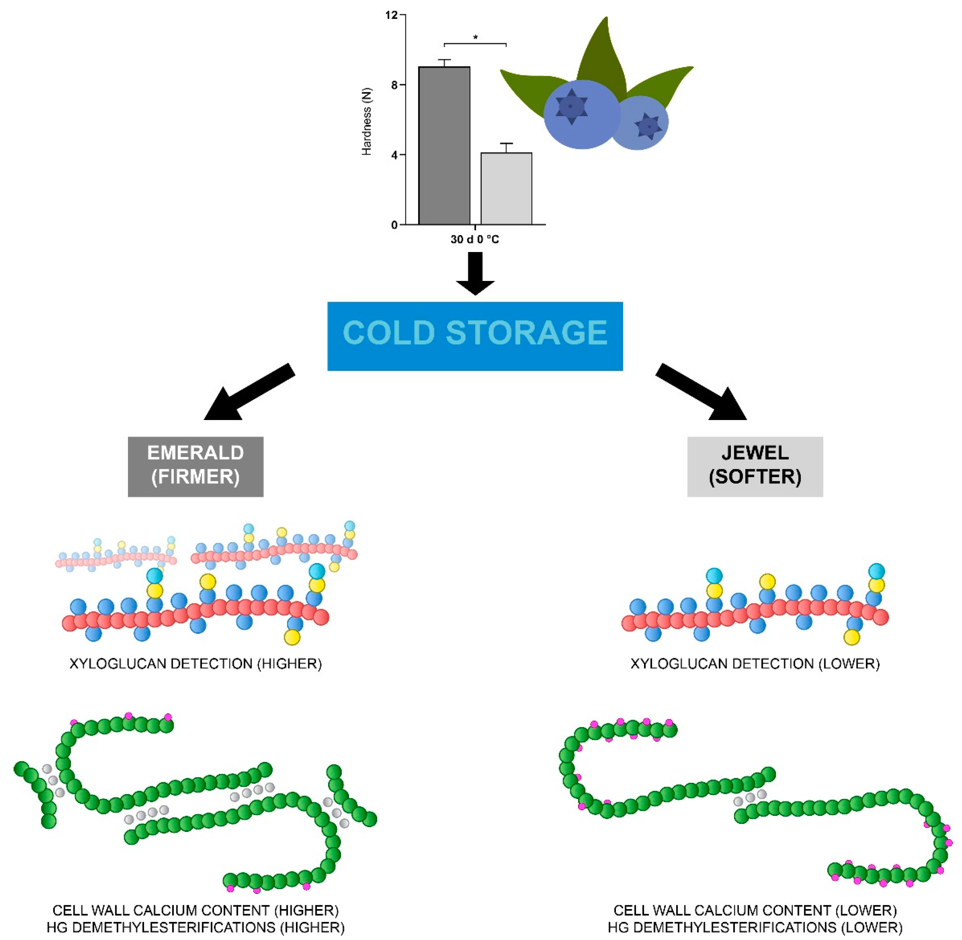 Plants | Free Full-Text | Cell Wall Calcium and Hemicellulose Have a Role in the Fruit Firmness during Storage of Blueberry (Vaccinium spp.) | HTML
