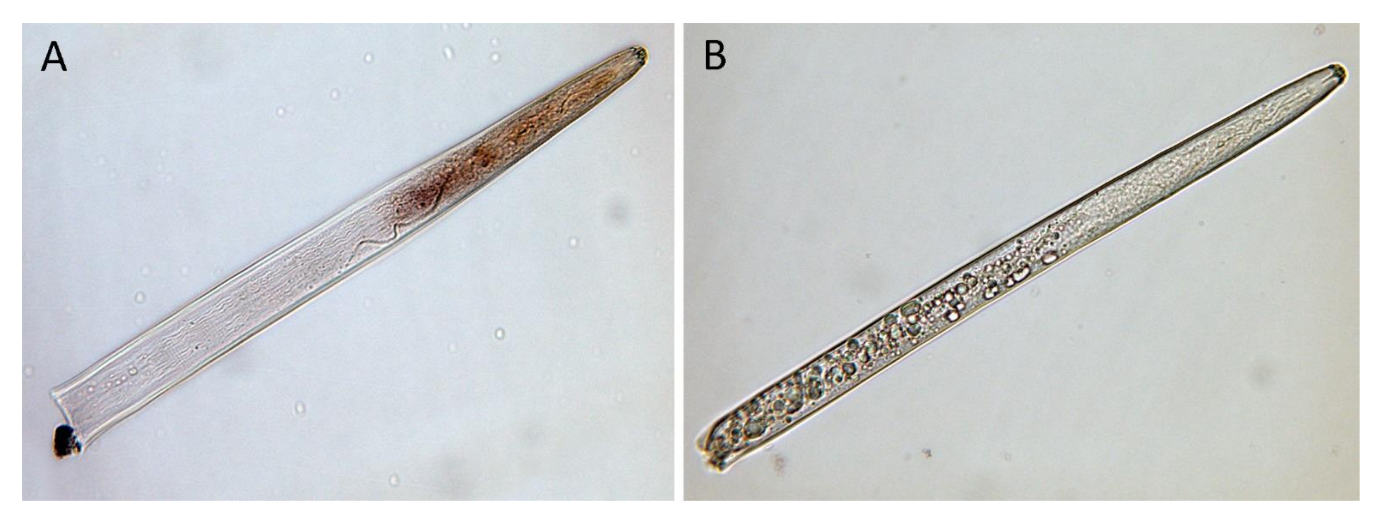 Plants 10 00568 g004