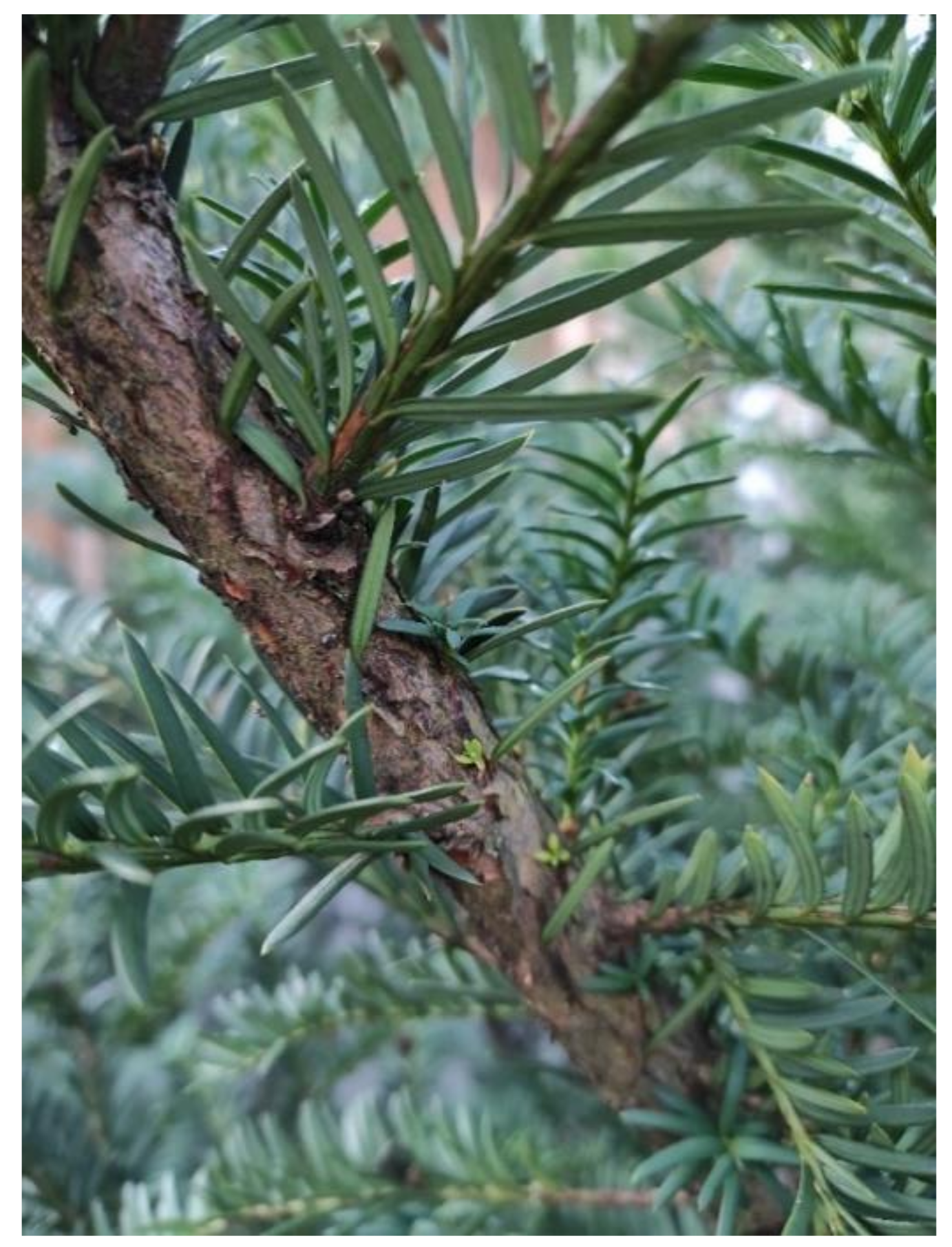 Plants 10 00569 g003 Plants 10 00569 g003