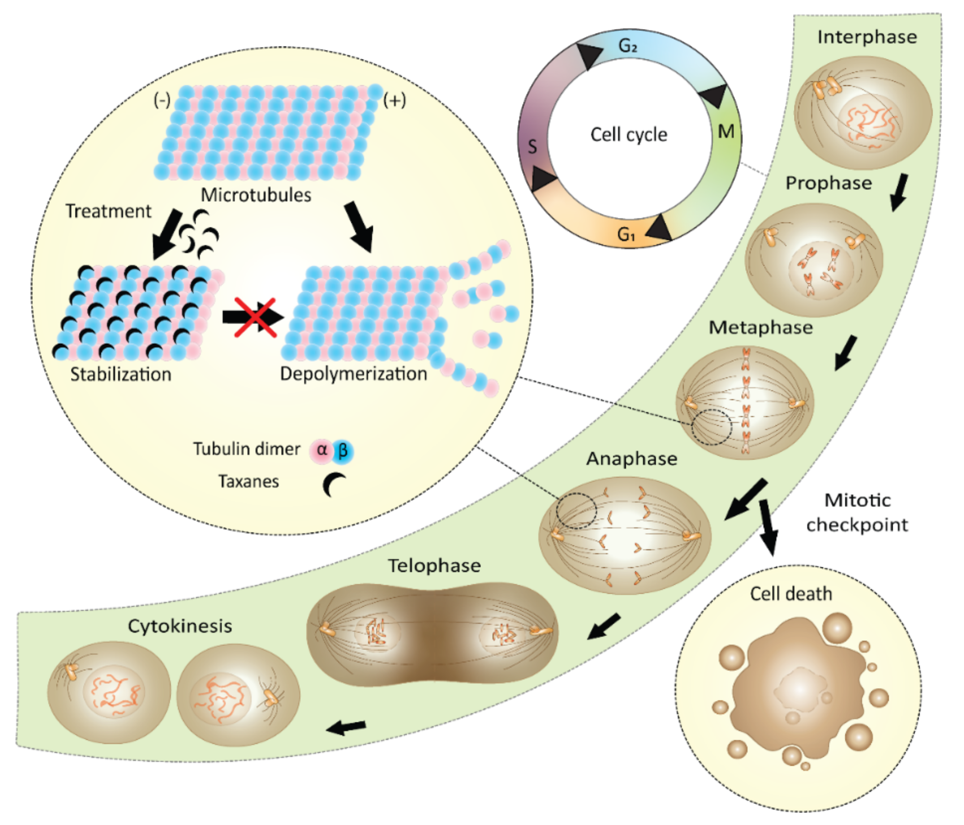 Plants 10 00569 g008 Plants 10 00569 g008