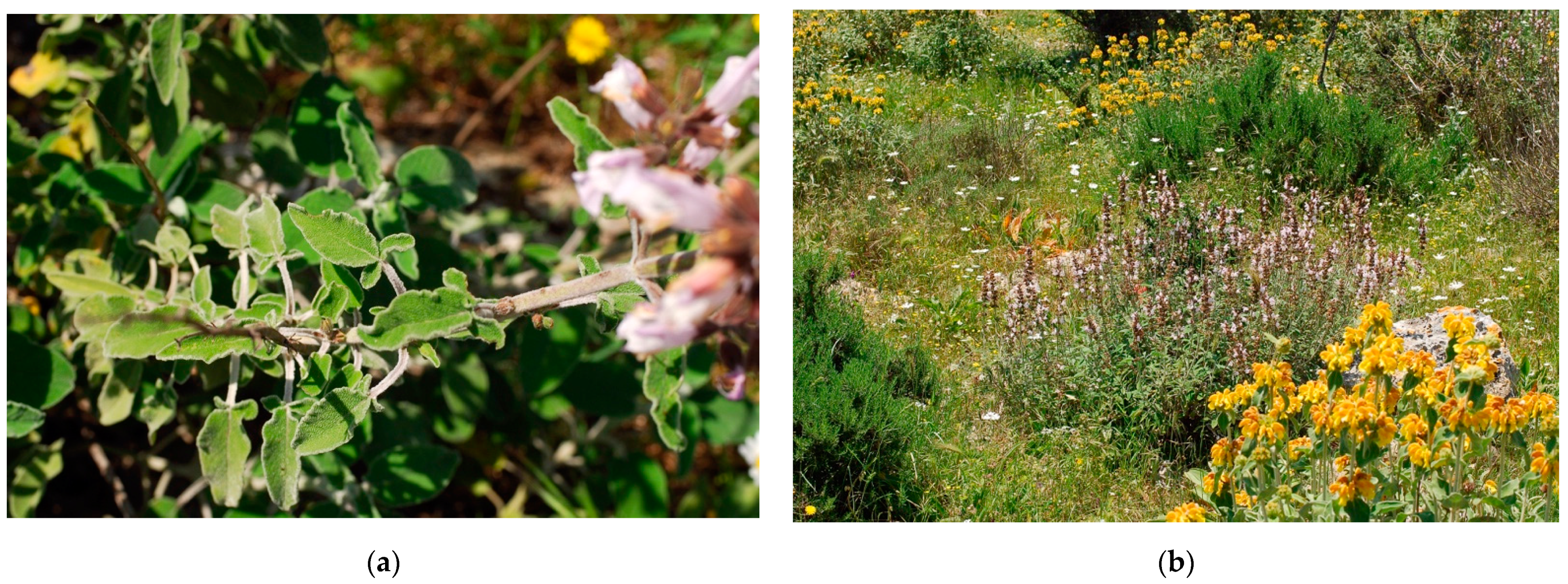 Plants 10 00574 g003