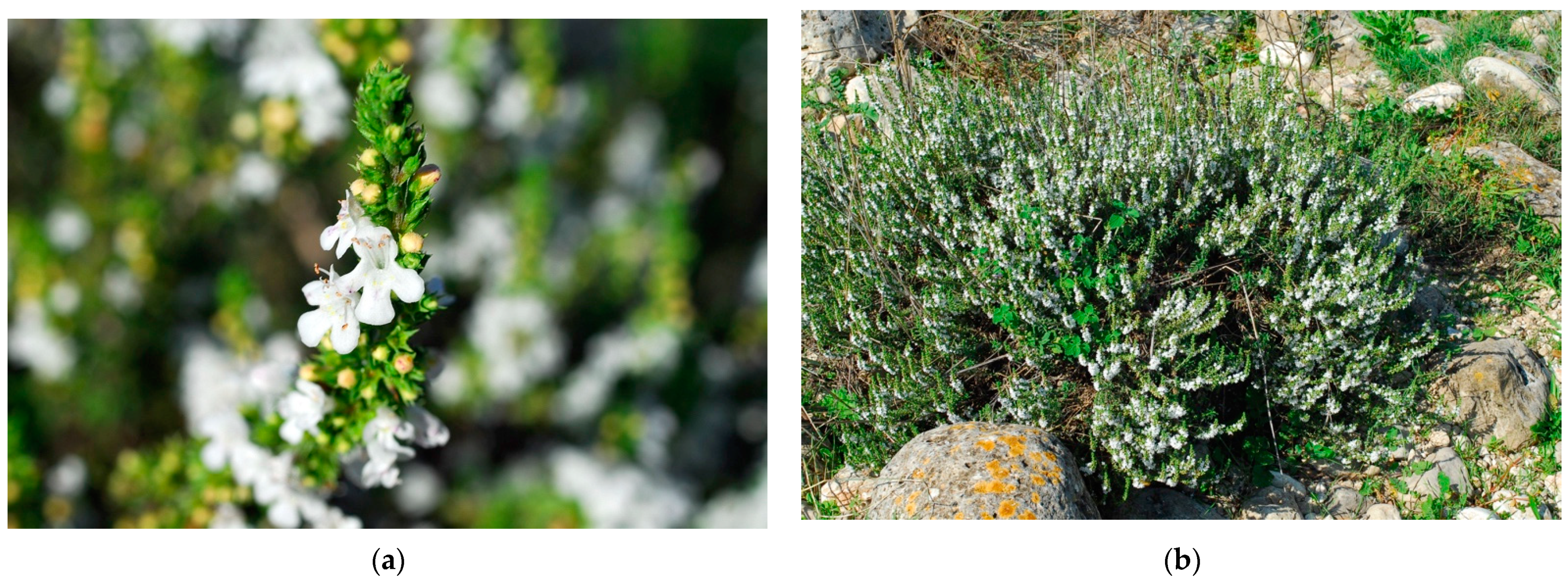 Plants 10 00574 g004