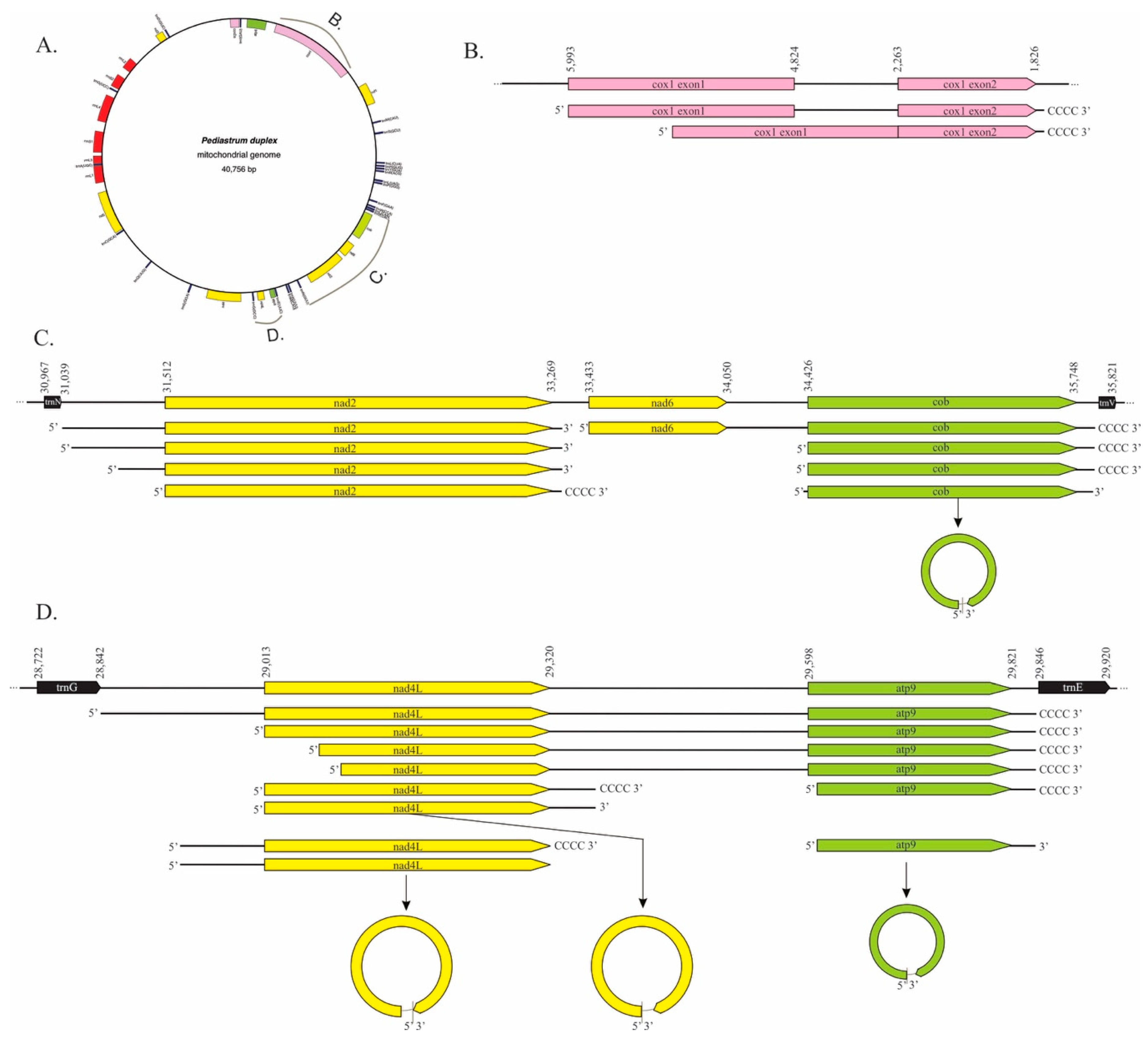 Plants 10 00576 g004