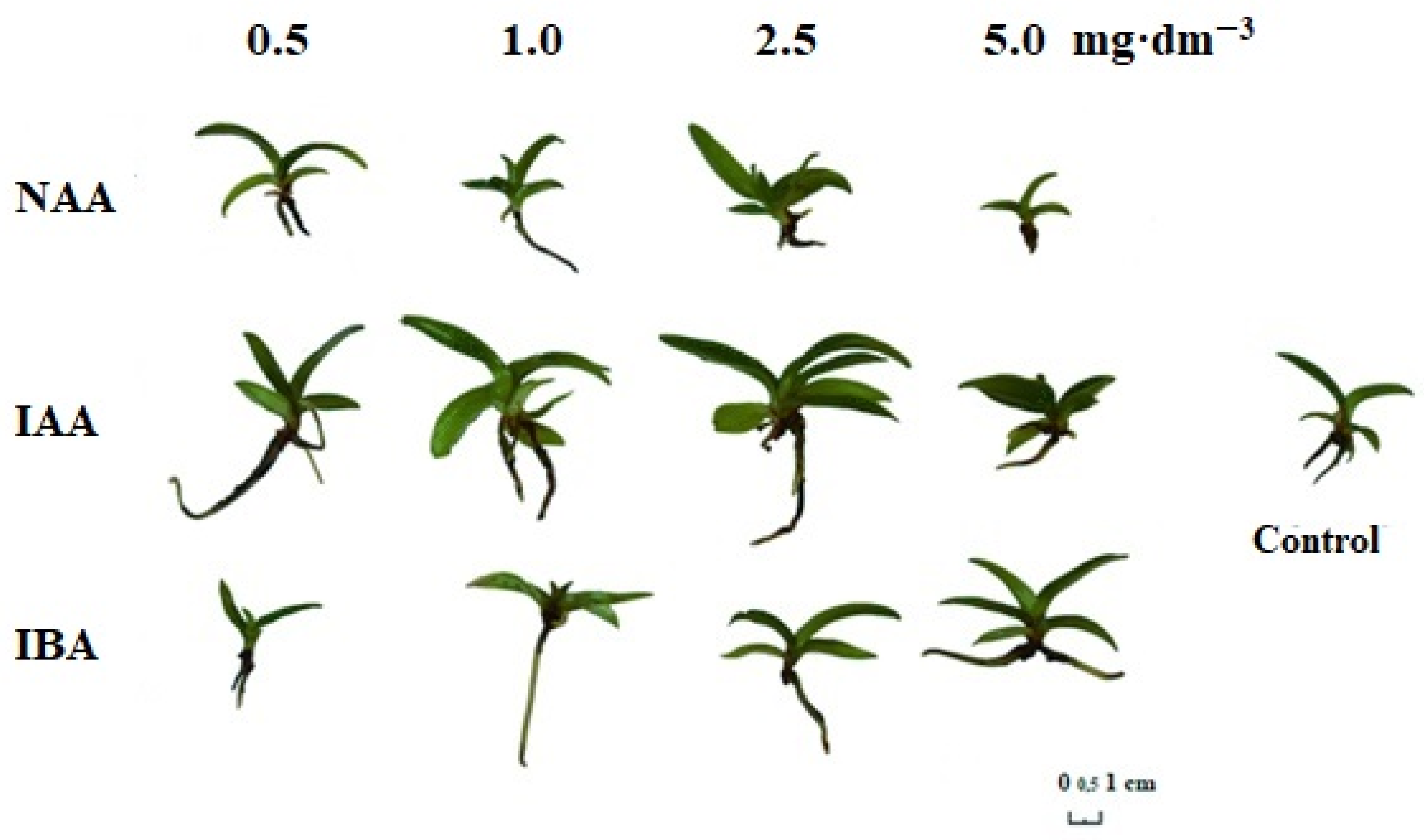 Plants 10 00582 g001