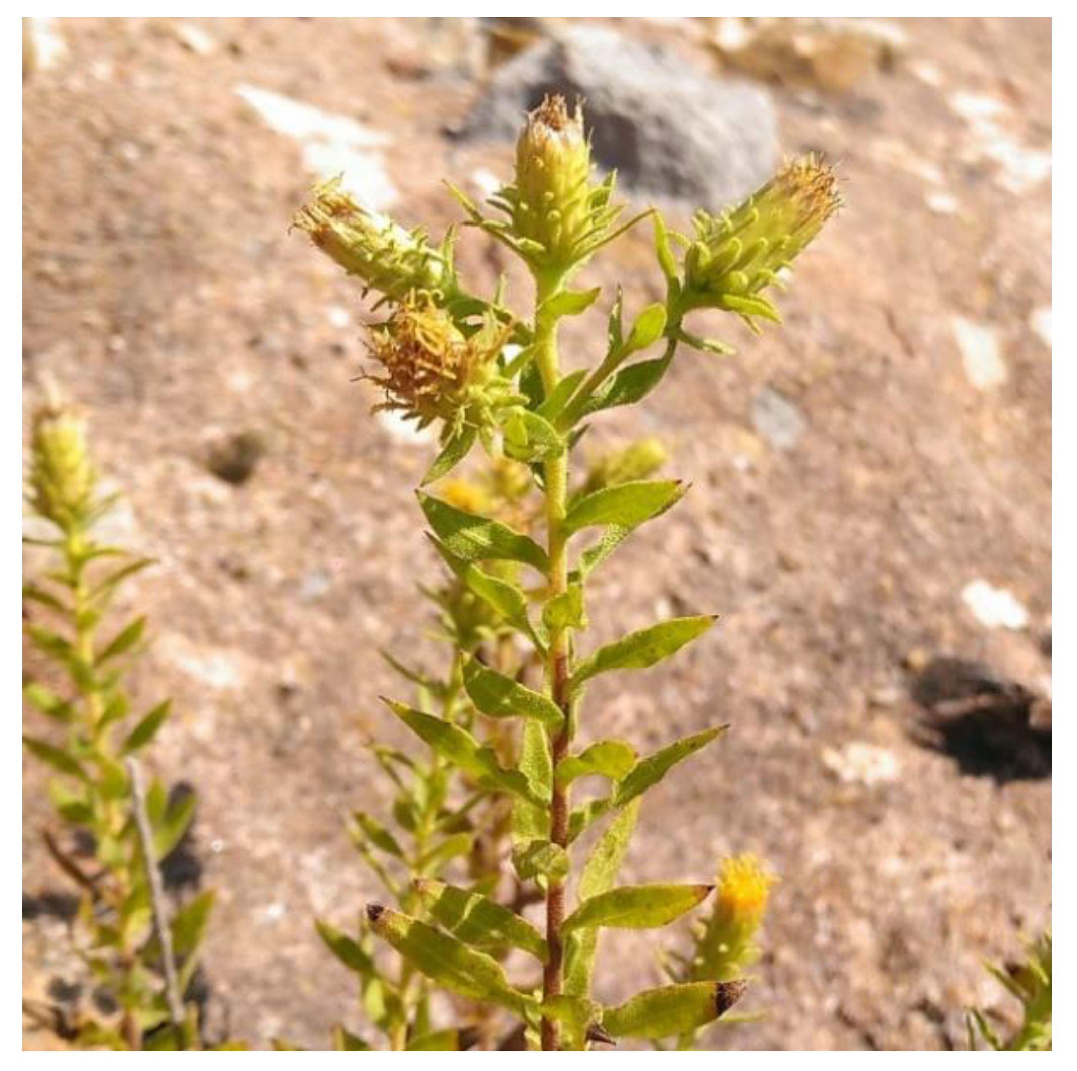 Plants 10 00584 g002 Plants 10 00584 g002