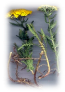 Plants 10 00587 i002