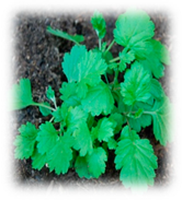 Plants 10 00587 i003