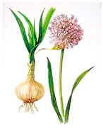 Plants 10 00587 i004