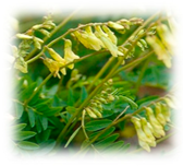 Plants 10 00587 i005