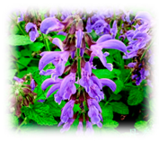 Plants 10 00587 i009