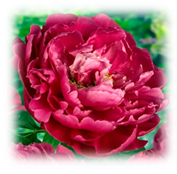 Plants 10 00587 i010