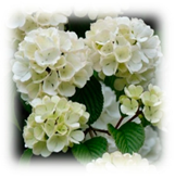 Plants 10 00587 i011