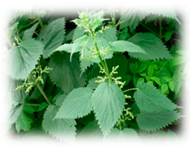 Plants 10 00587 i015