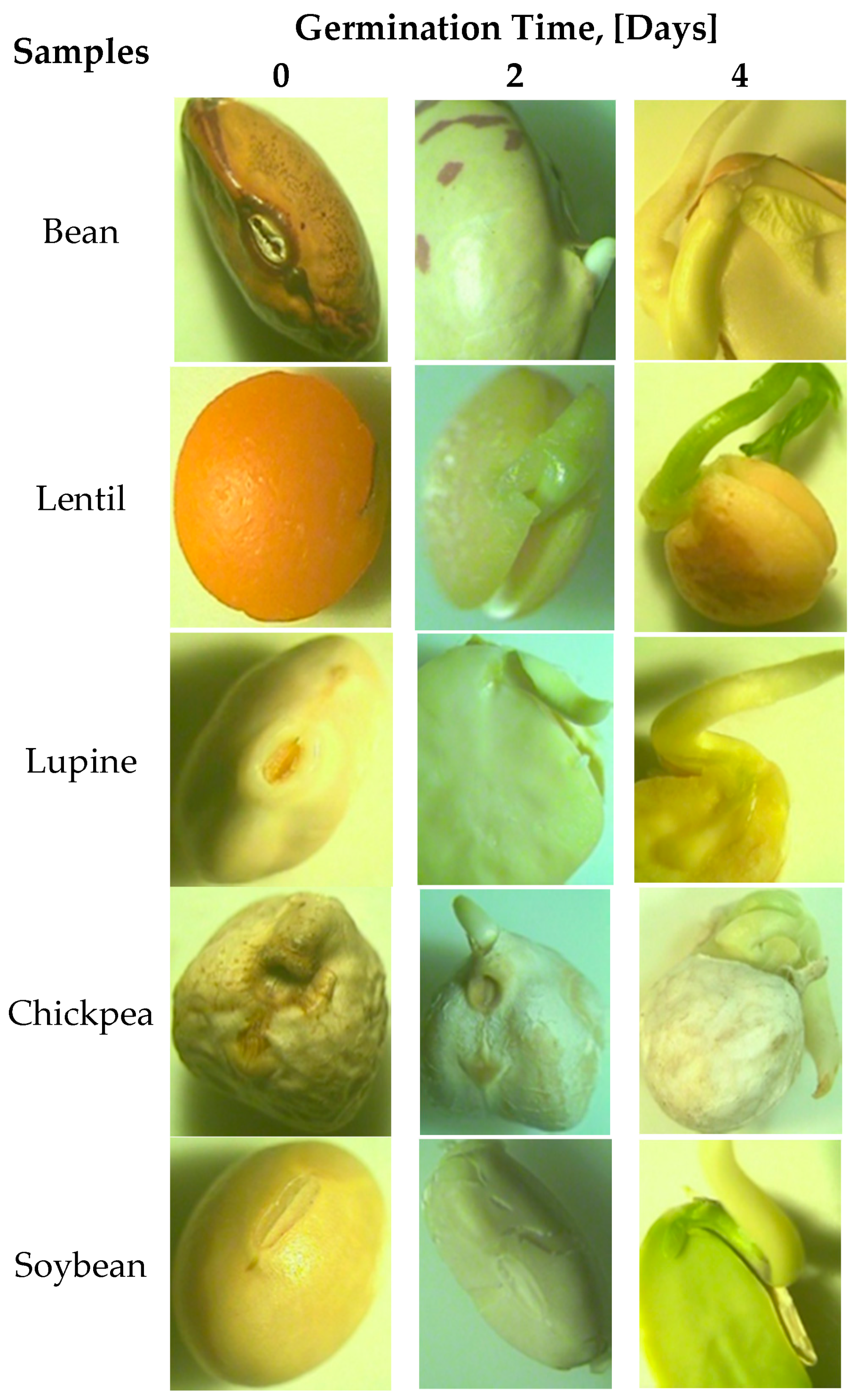 I. Introduction to Seed Structure