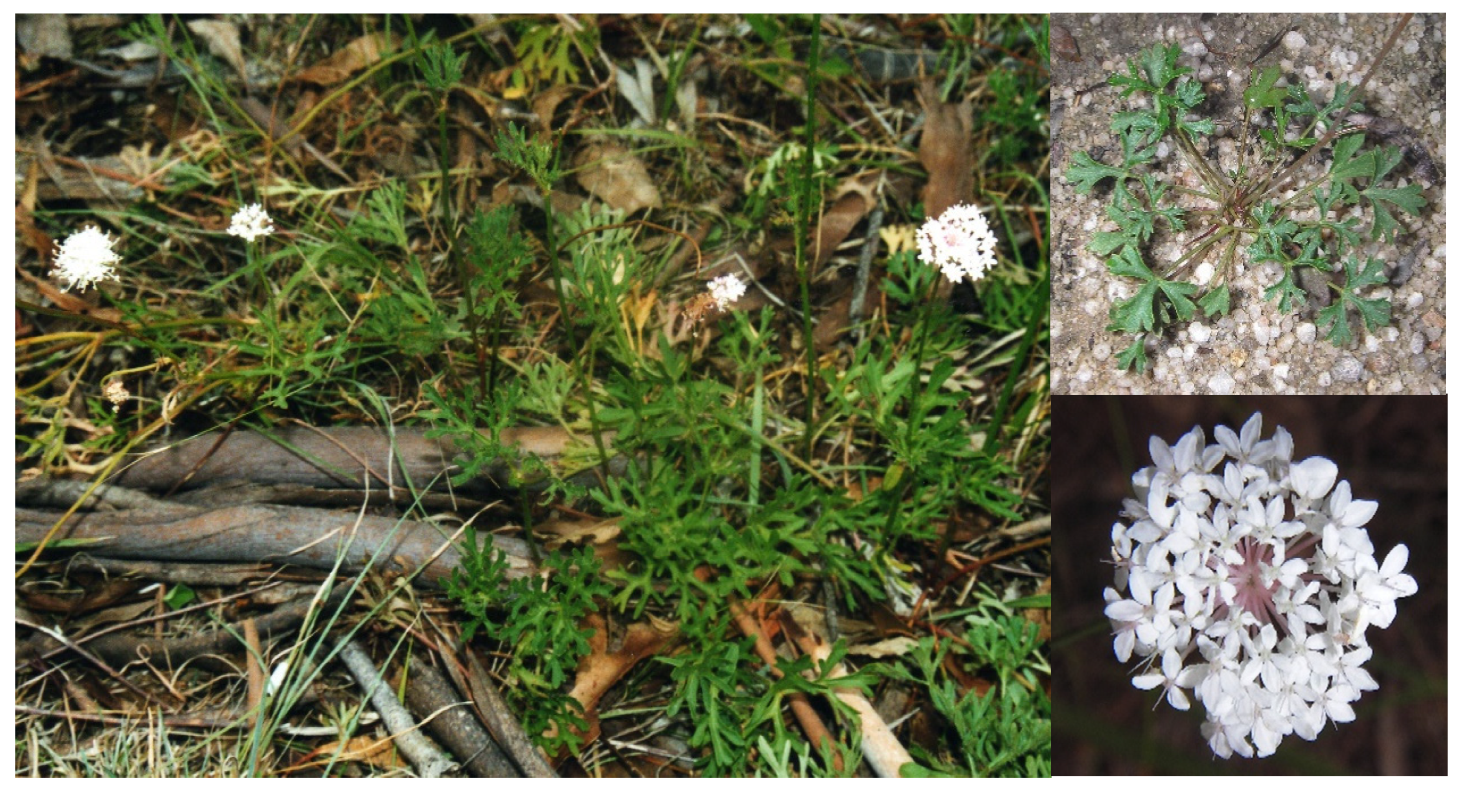 Plants 10 00601 g001