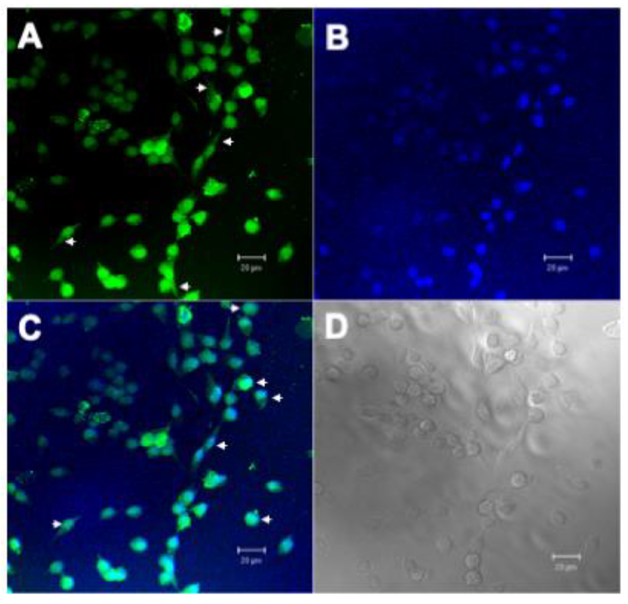 Plants 10 00602 g004 Plants 10 00602 g004