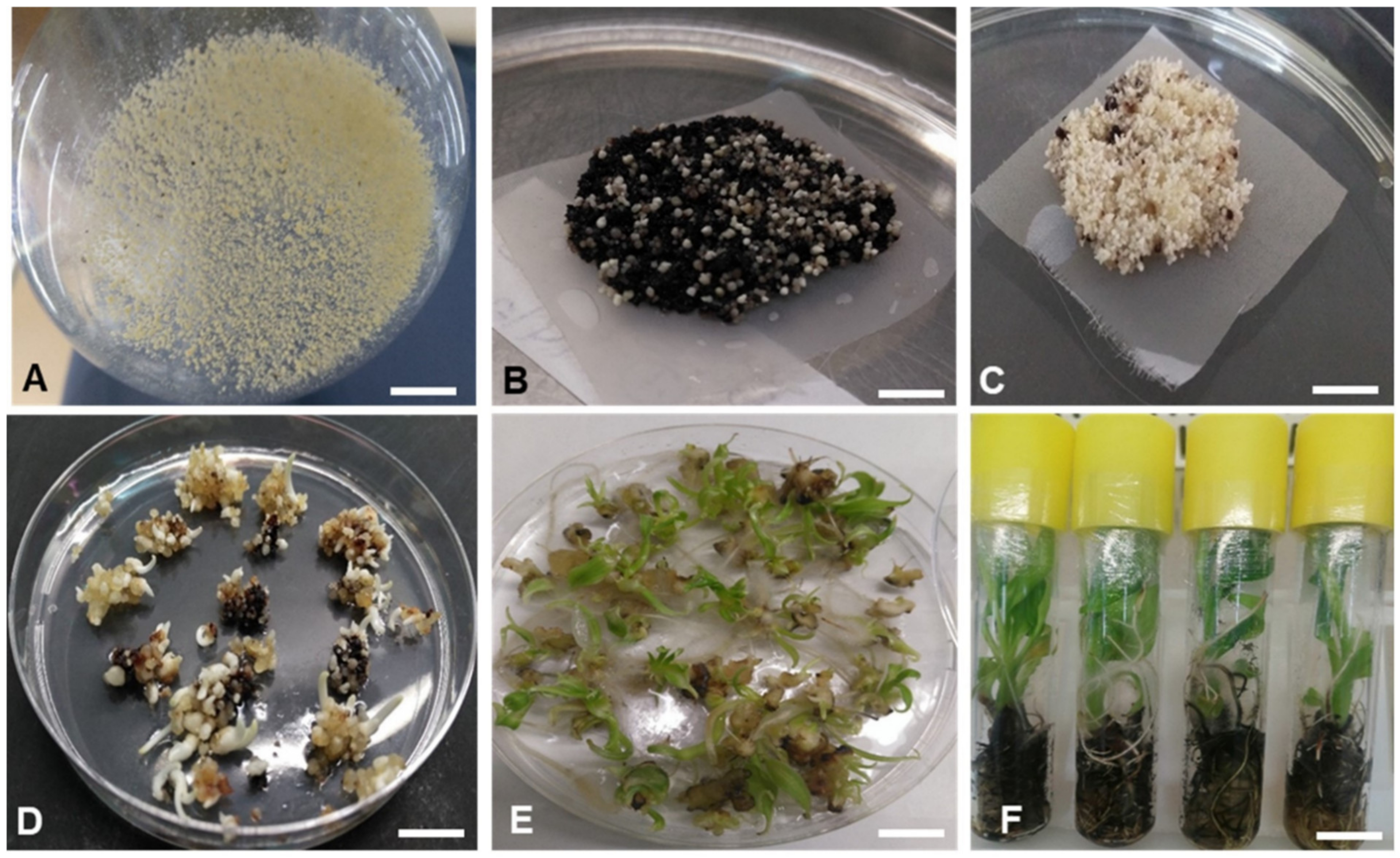 Plants 10 00613 g003 Plants 10 00613 g003