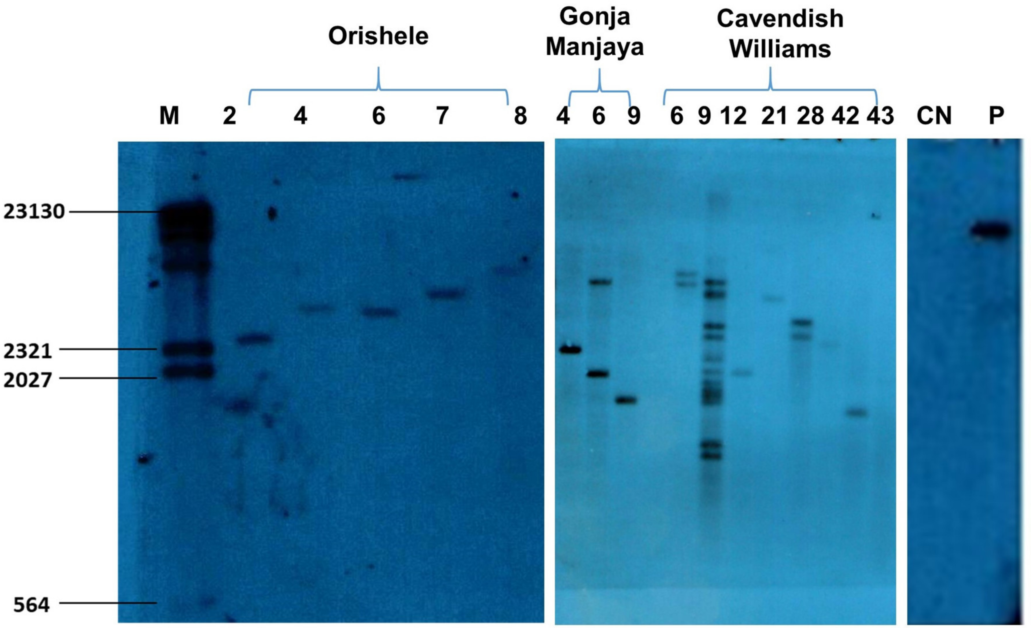 Plants 10 00613 g005 Plants 10 00613 g005