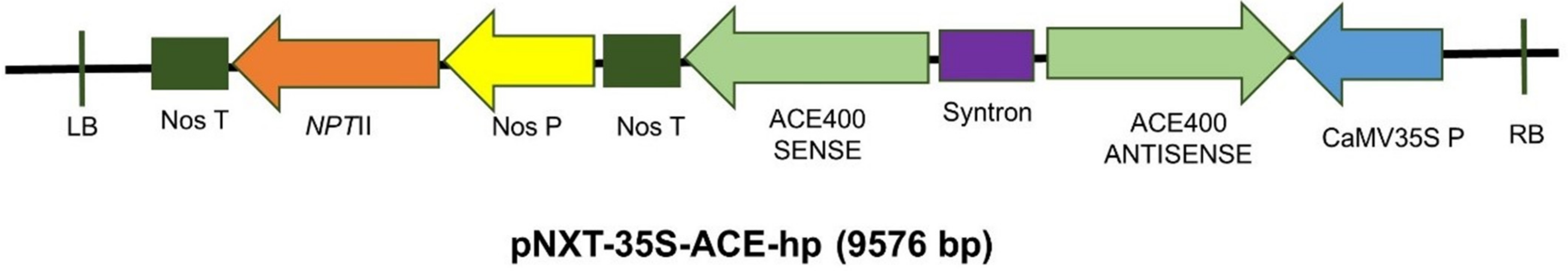 Plants 10 00613 g009 Plants 10 00613 g009