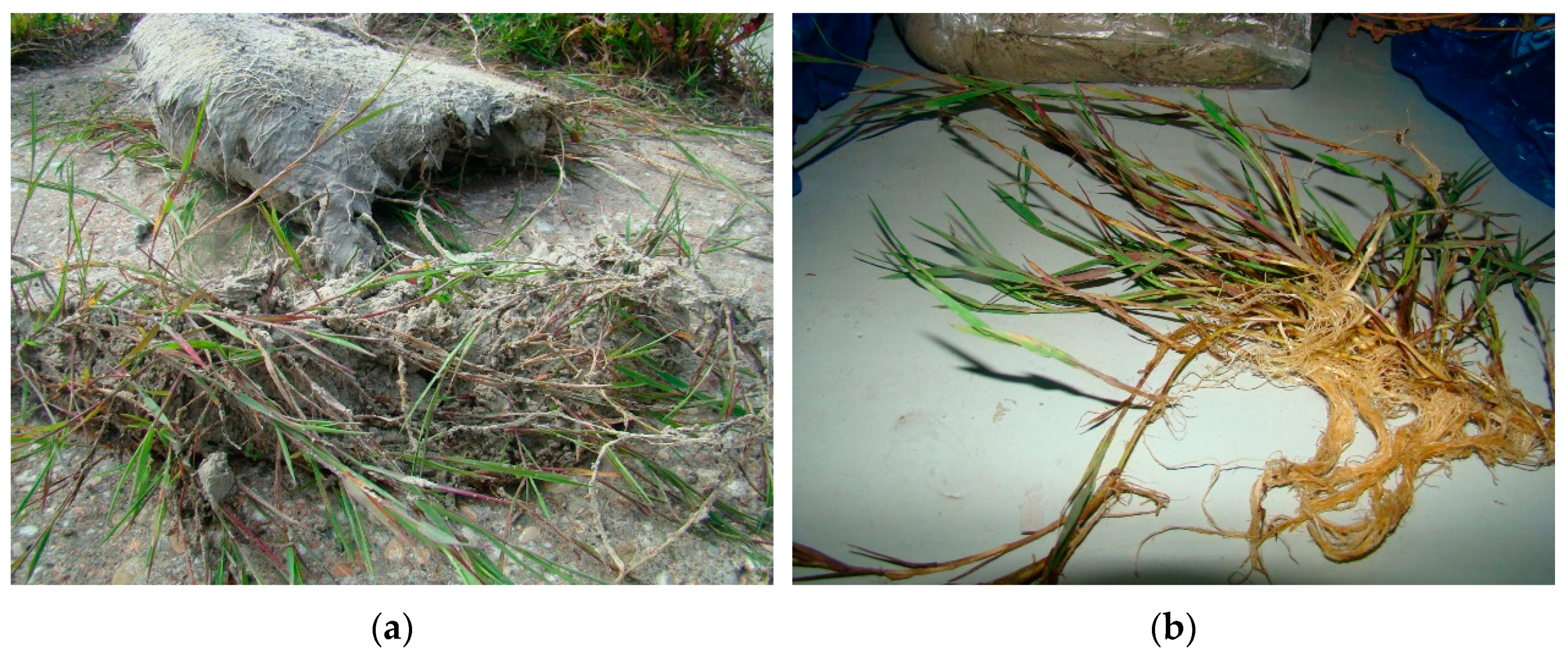 Plants 10 00616 g004