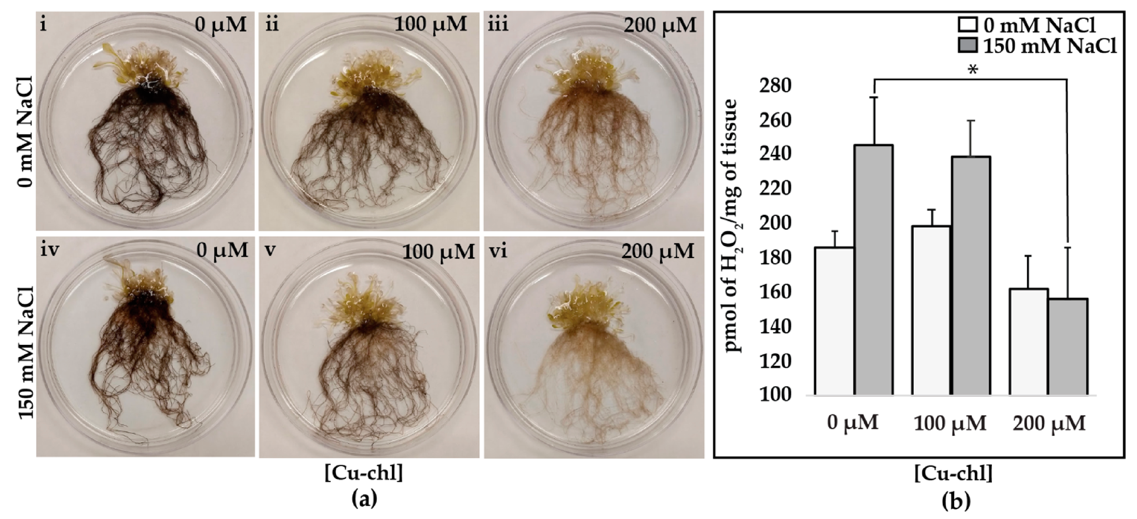 Plants 10 00625 g001