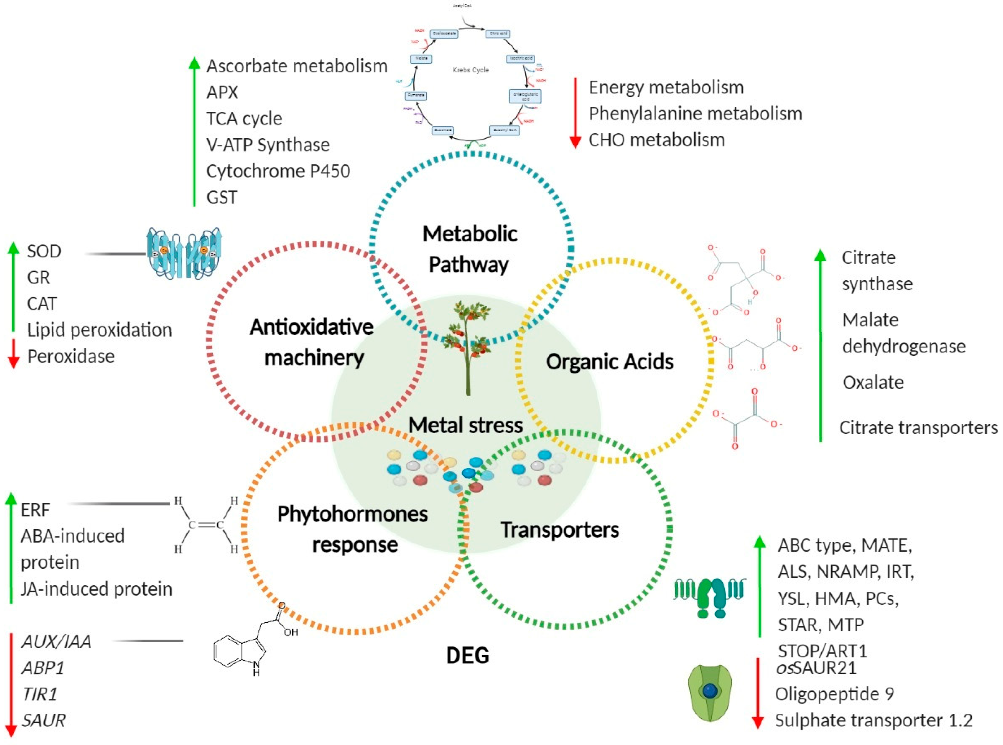 Plants 10 00635 g002
