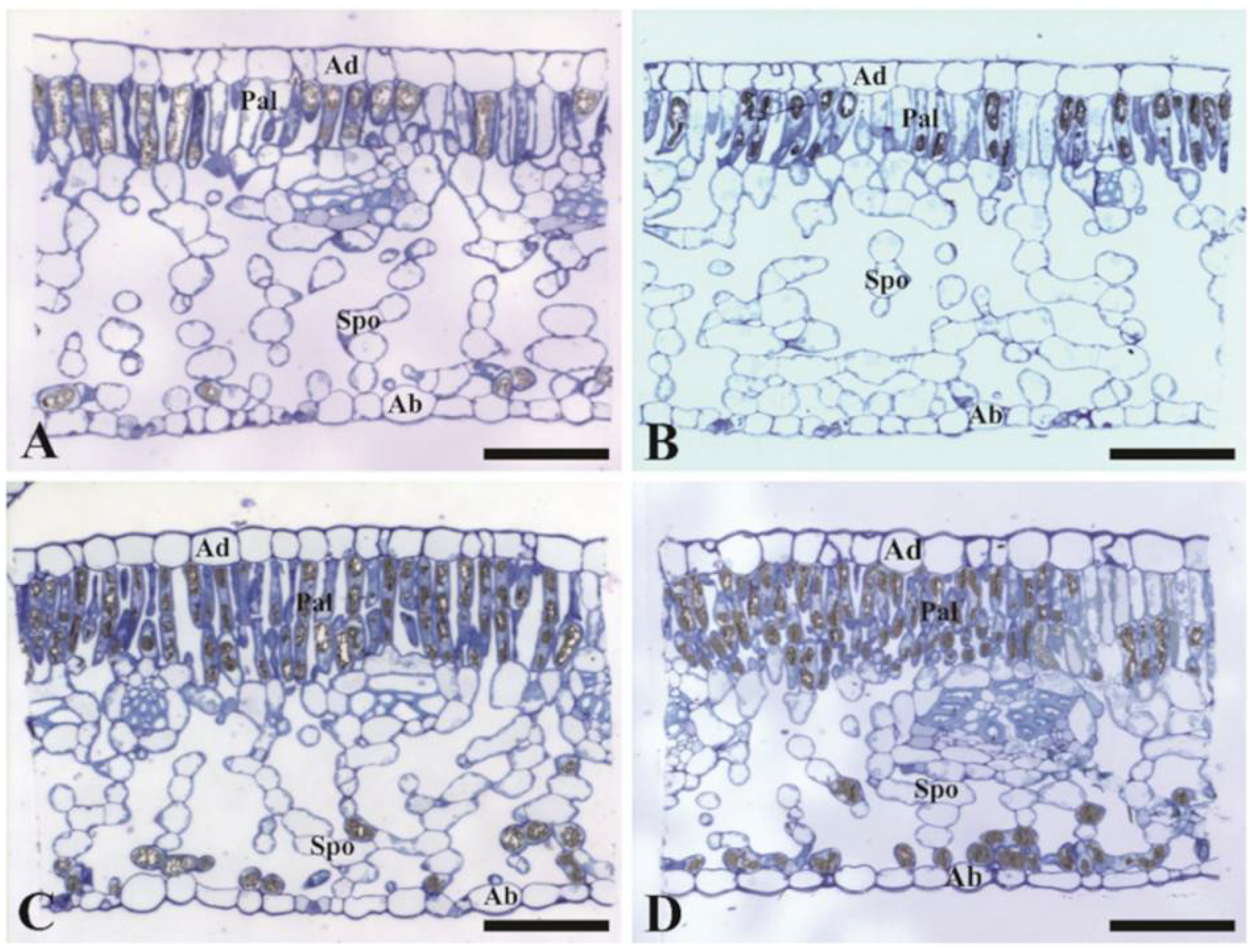 Plants 10 00640 g003