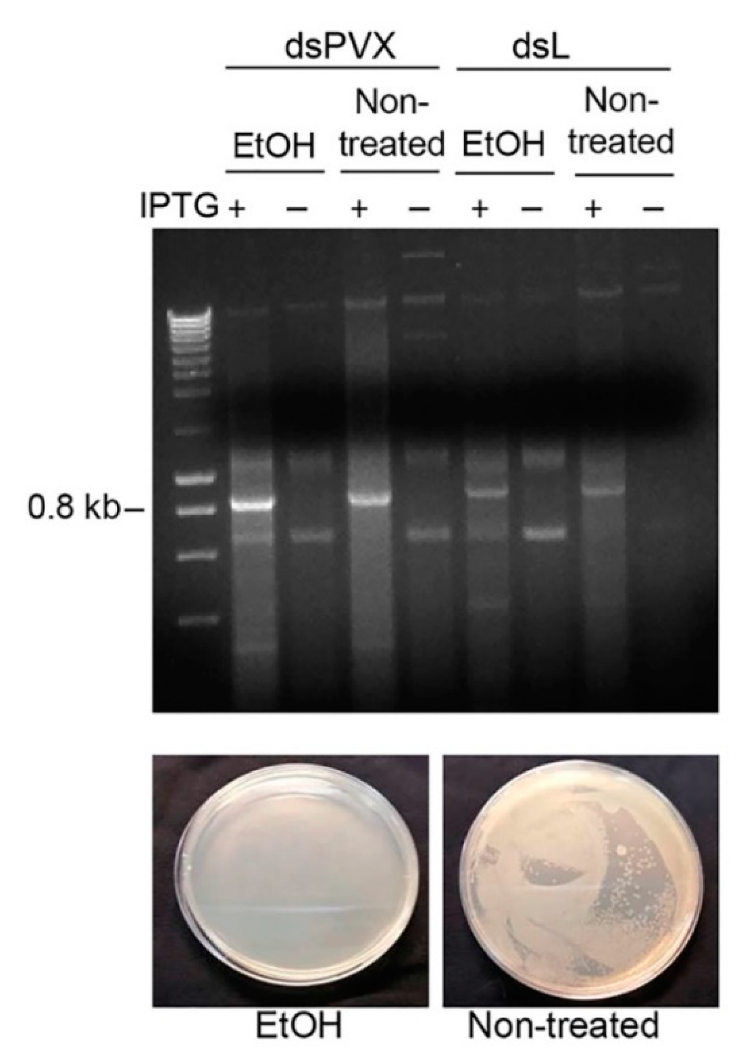 Plants 10 00644 g002 Plants 10 00644 g002