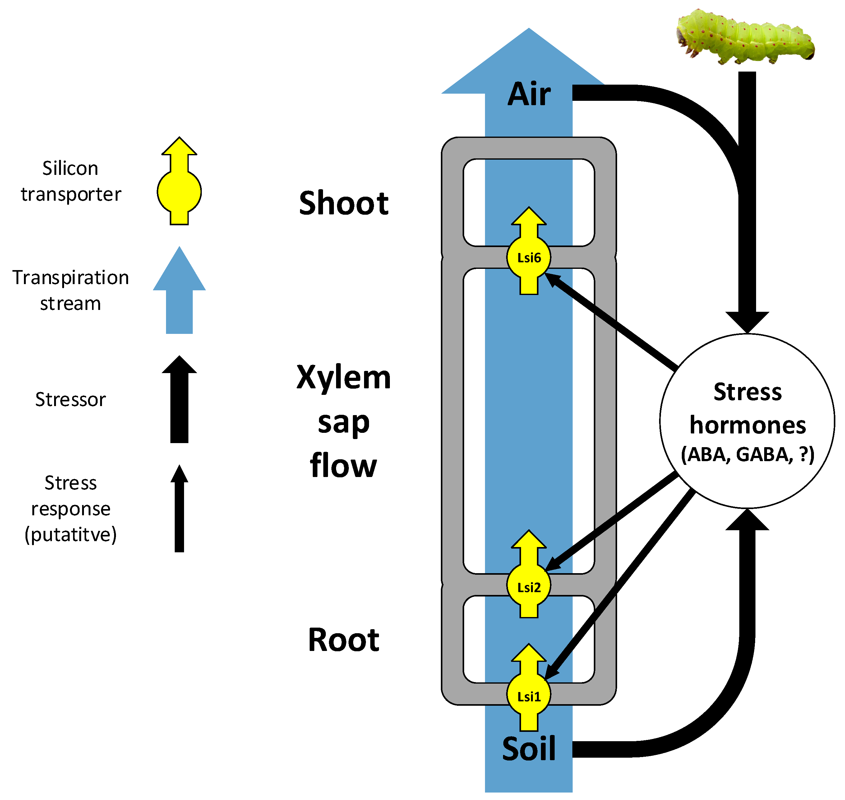 Plants | Free Full-Text | Silicon in the Soil–Plant Continuum 